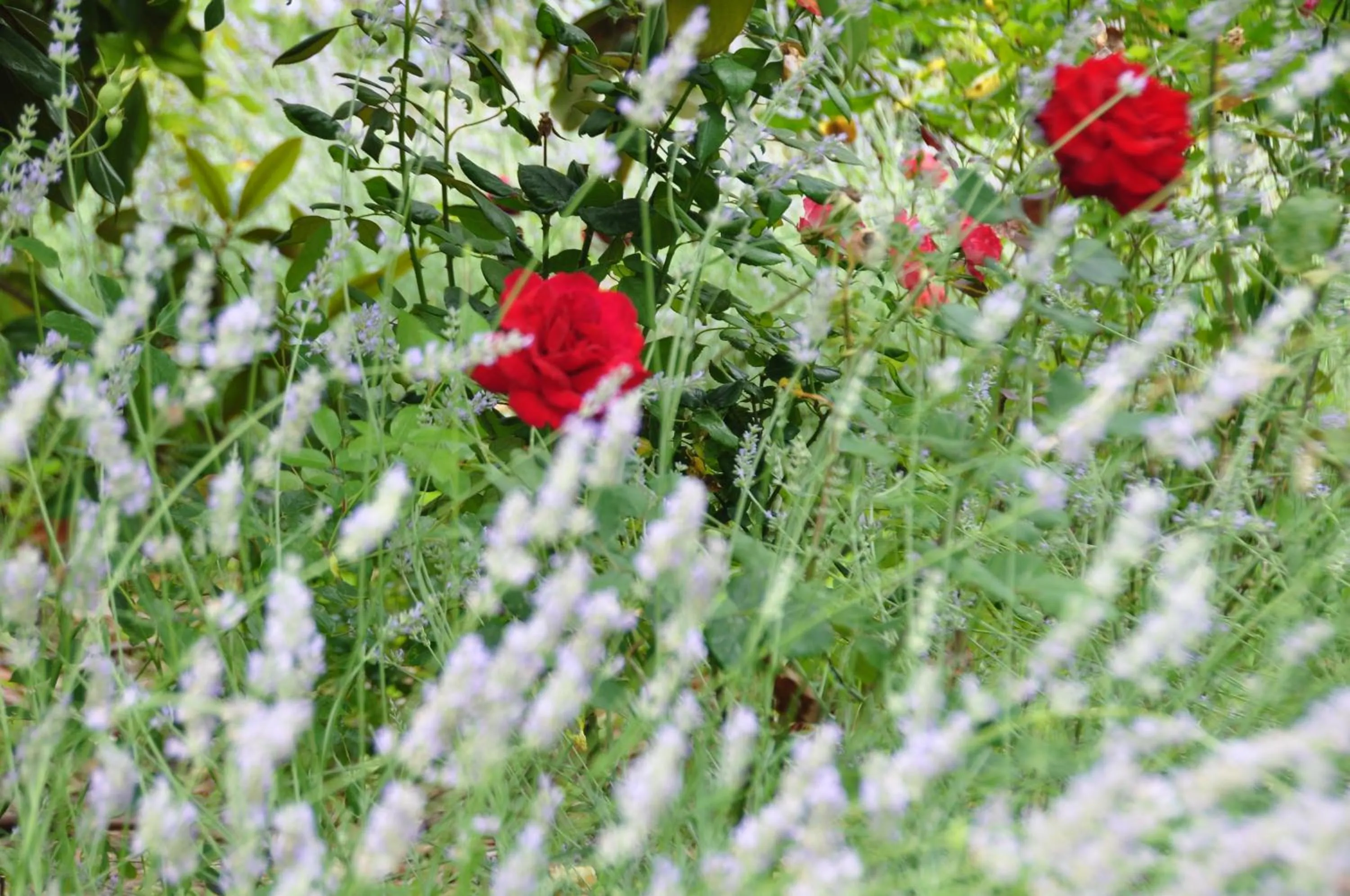 Garden in Mas du Perthus