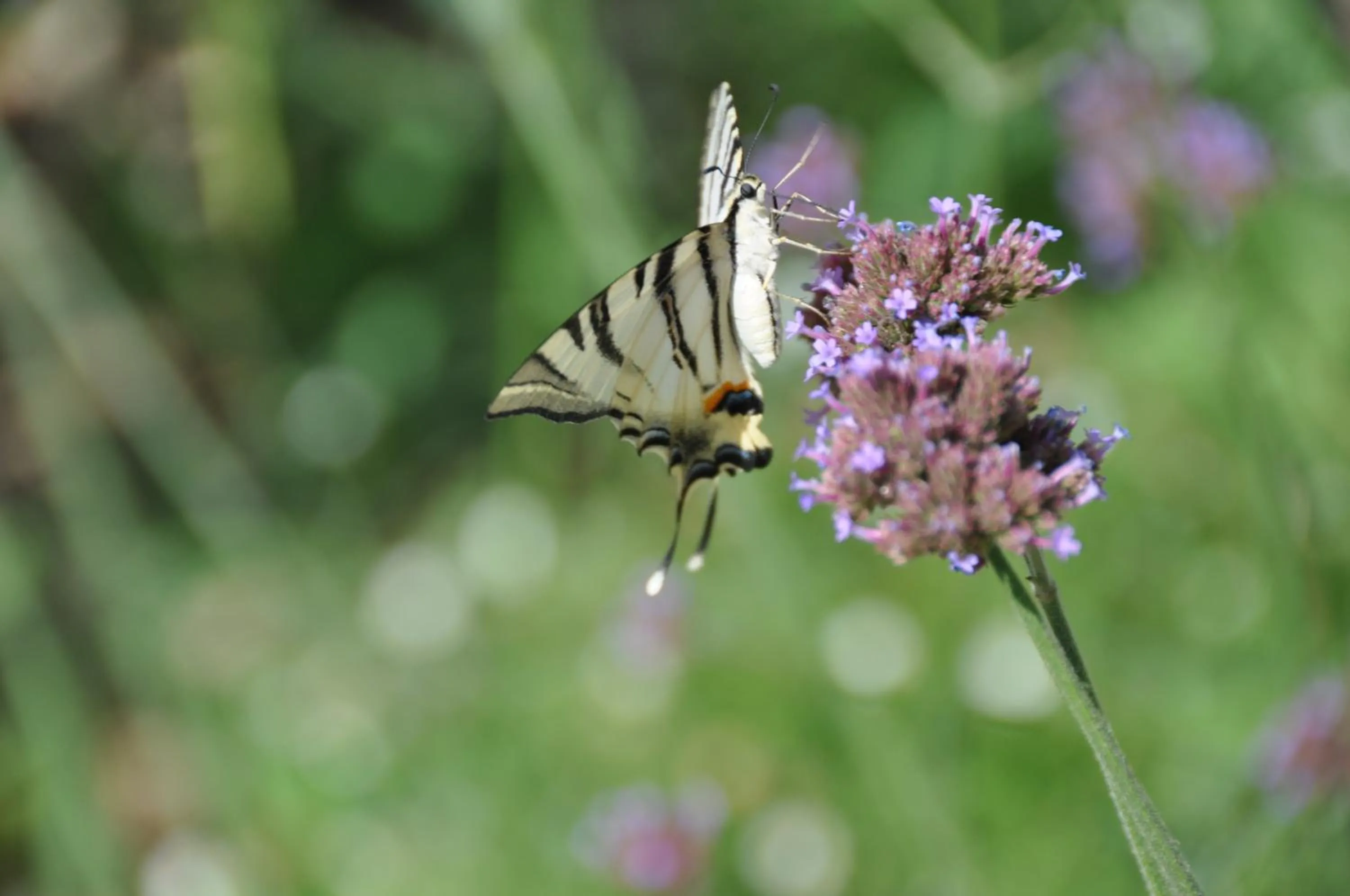 Garden in Mas du Perthus