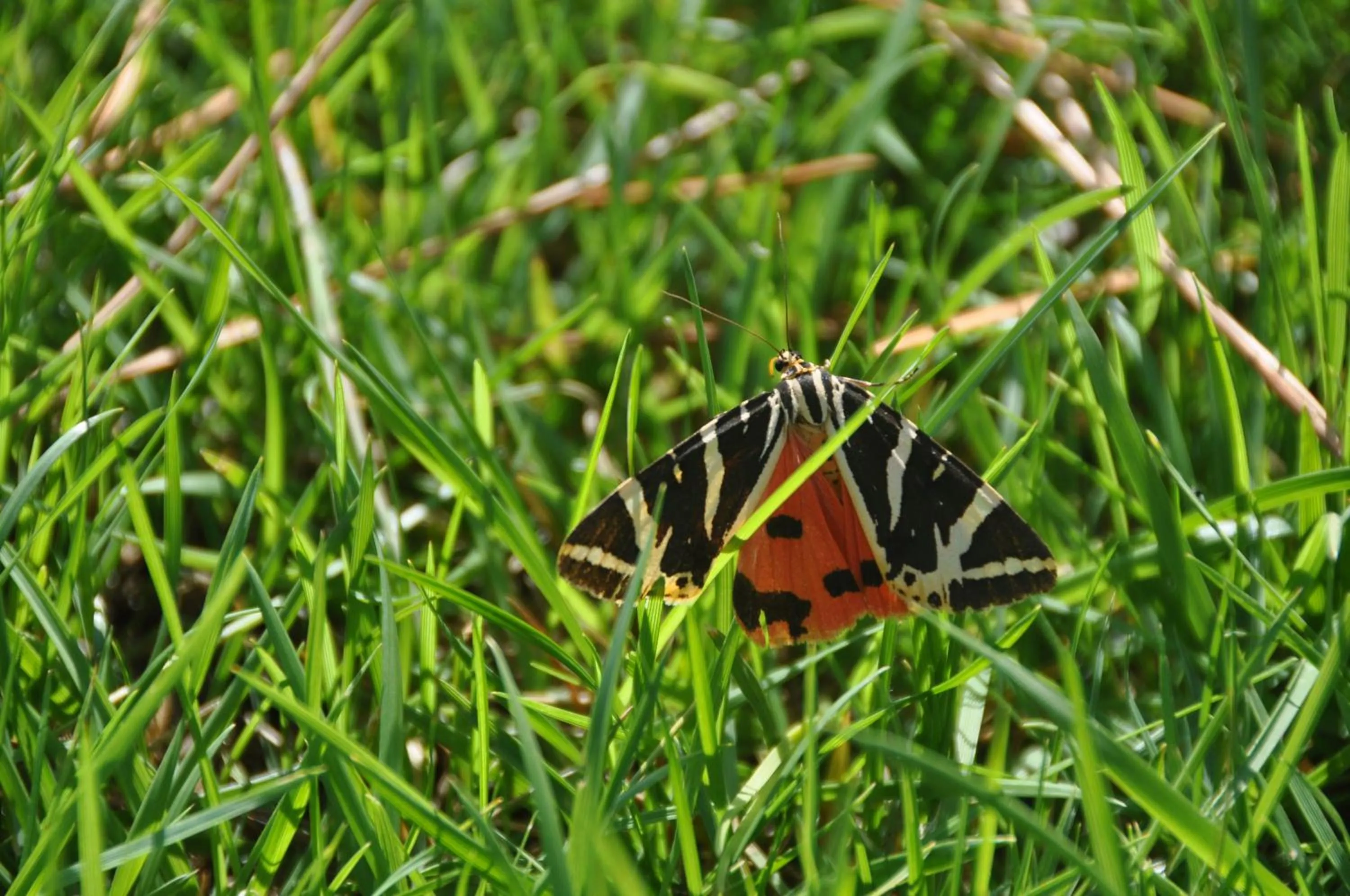 Garden in Mas du Perthus