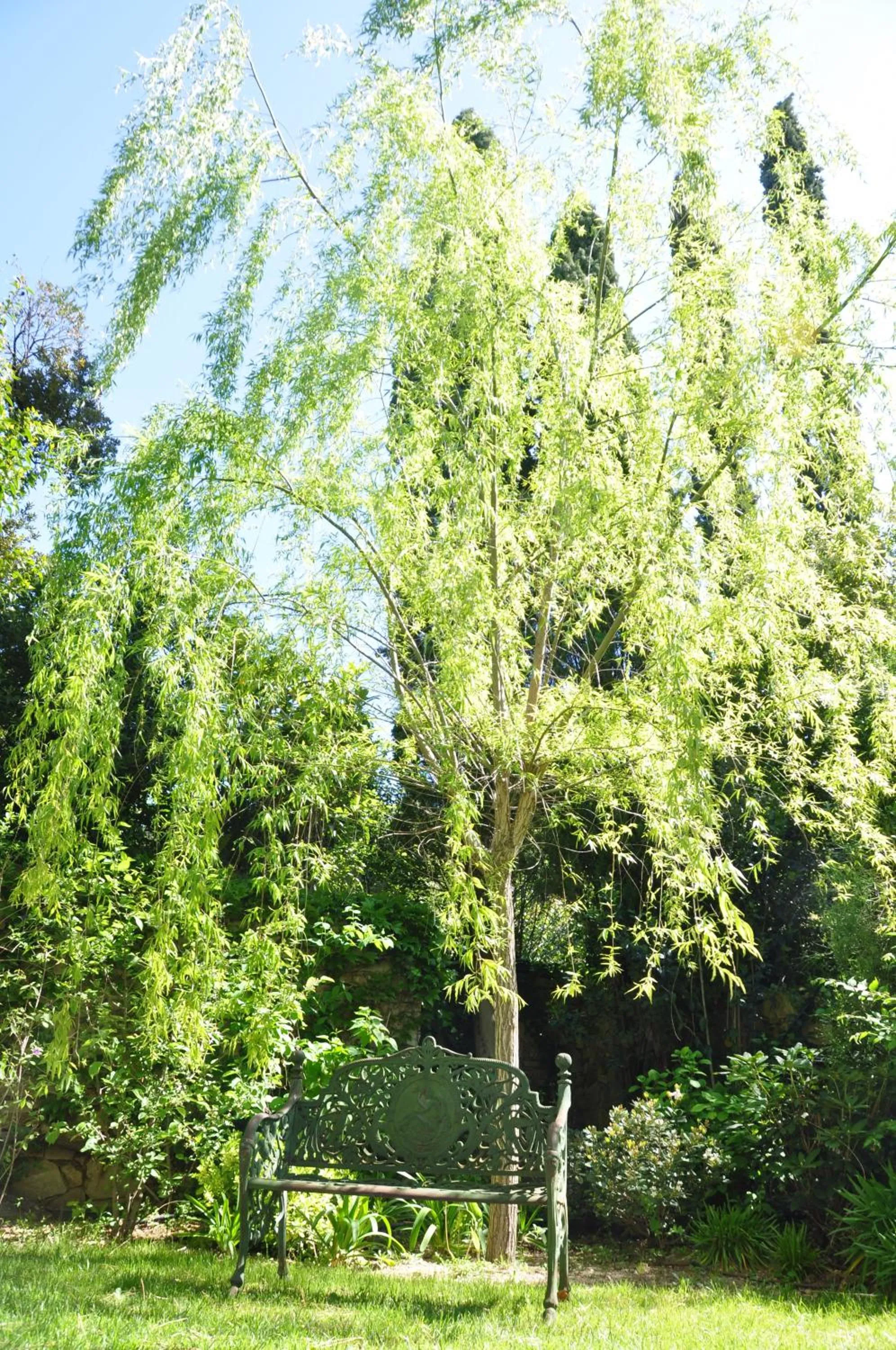 Garden in Mas du Perthus