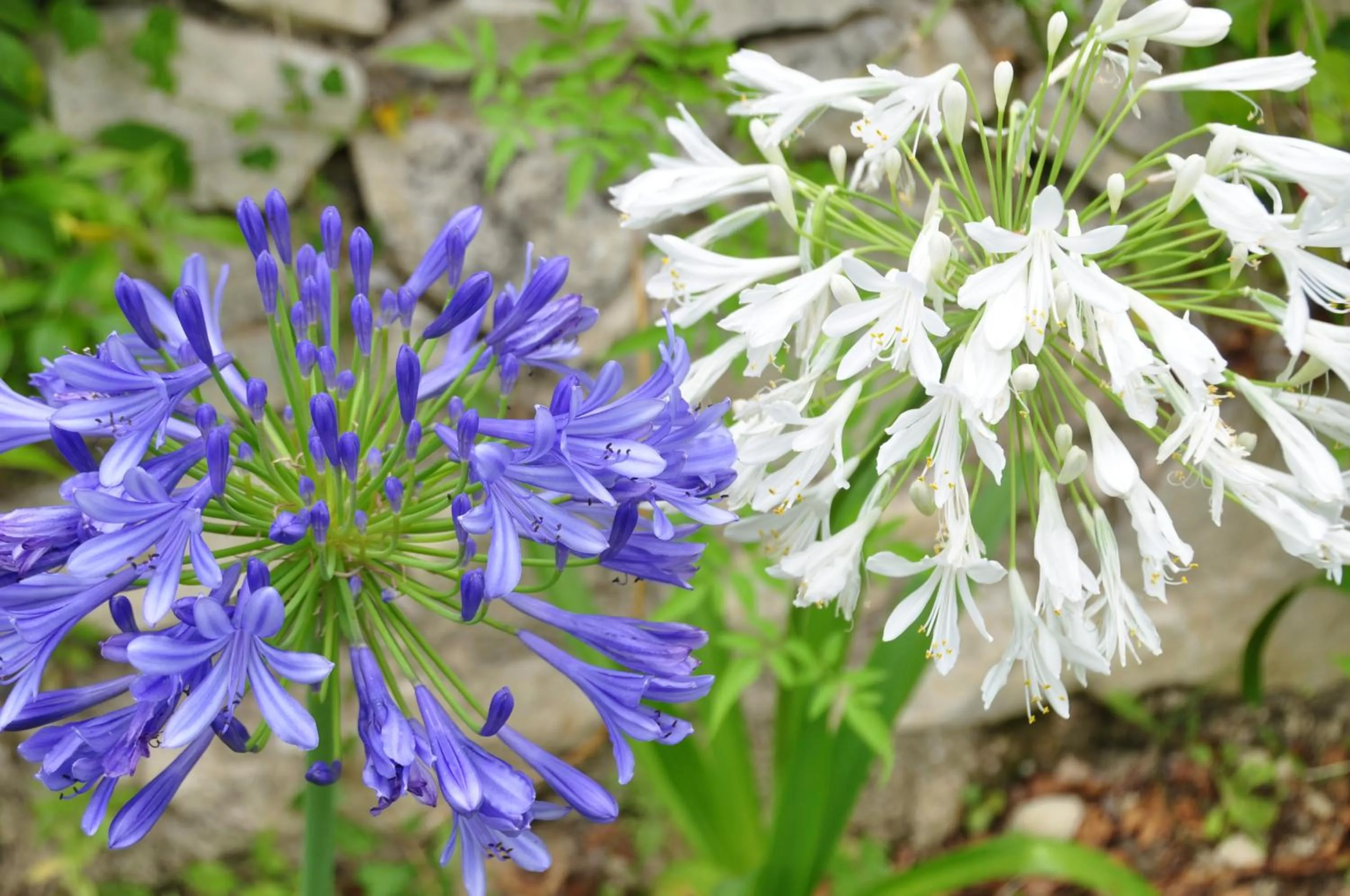 Garden in Mas du Perthus