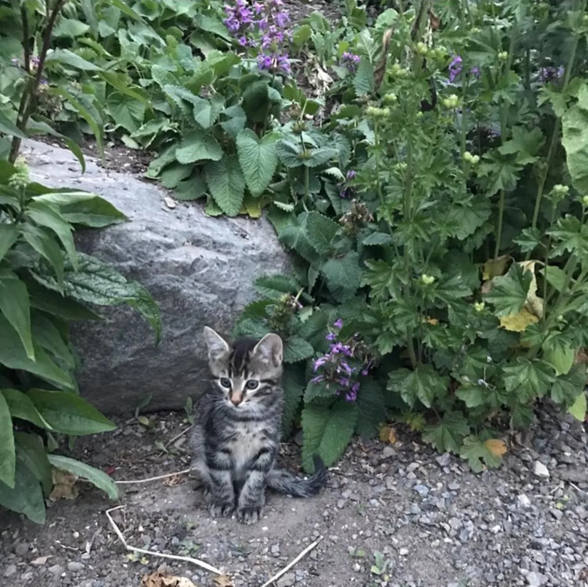 Garden in Klefstad gård
