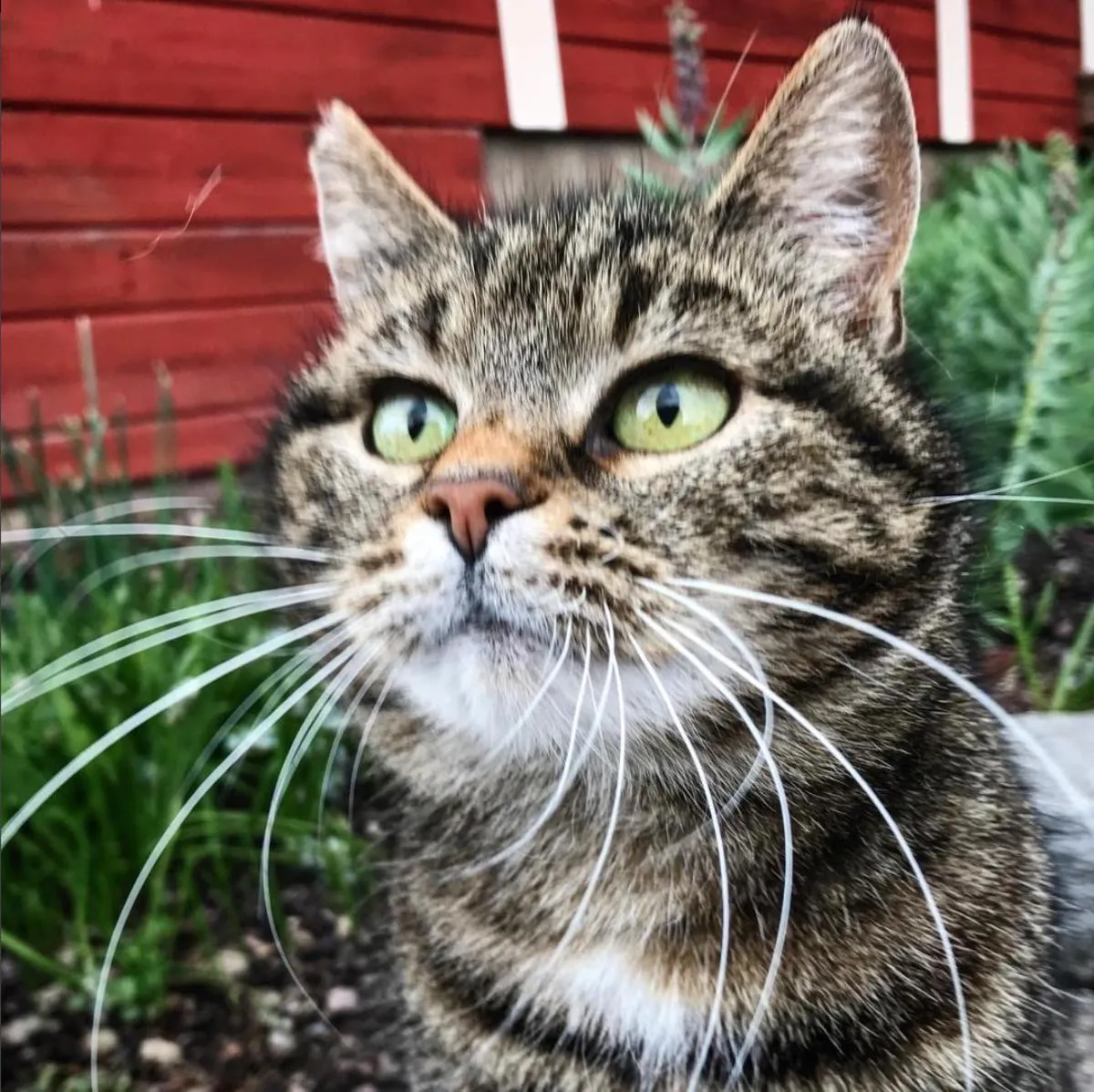 Pets in Klefstad gård