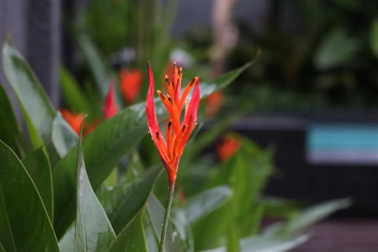 Swimming pool in Front One Inn Kediri