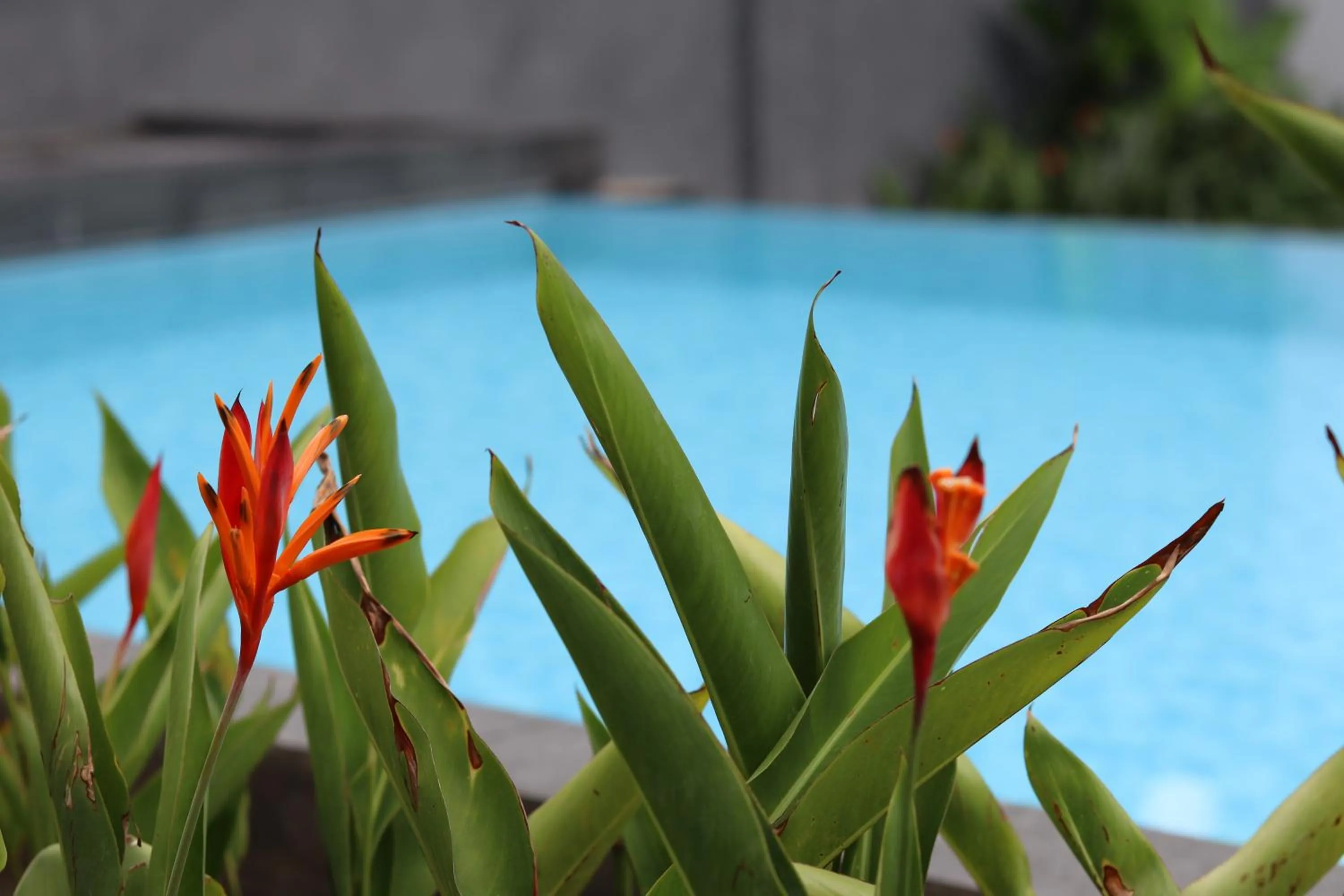 Swimming pool in Front One Inn Kediri