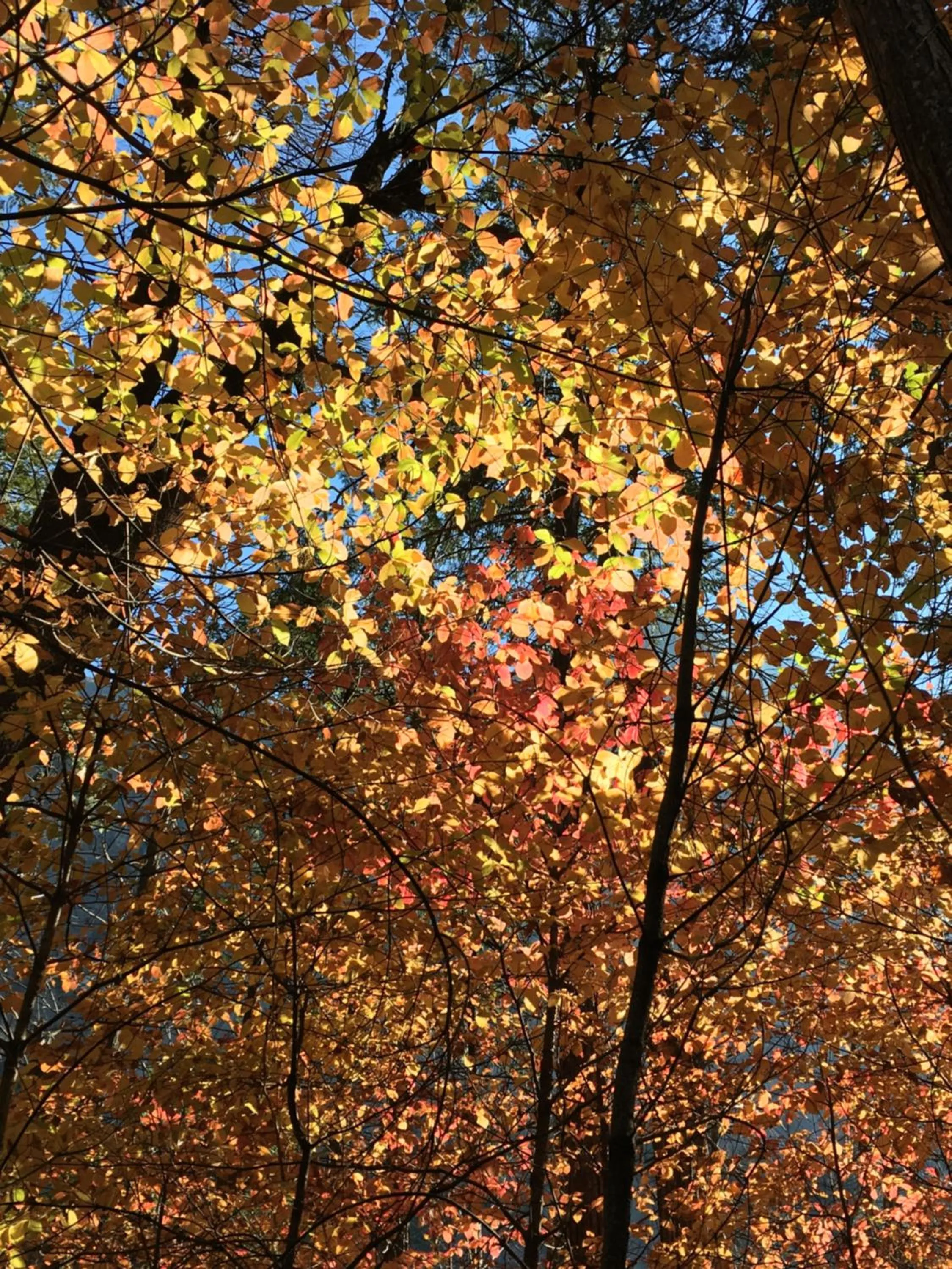 Natural landscape in Sierra Mountain Lodge - Vacation Rentals - Yosemite