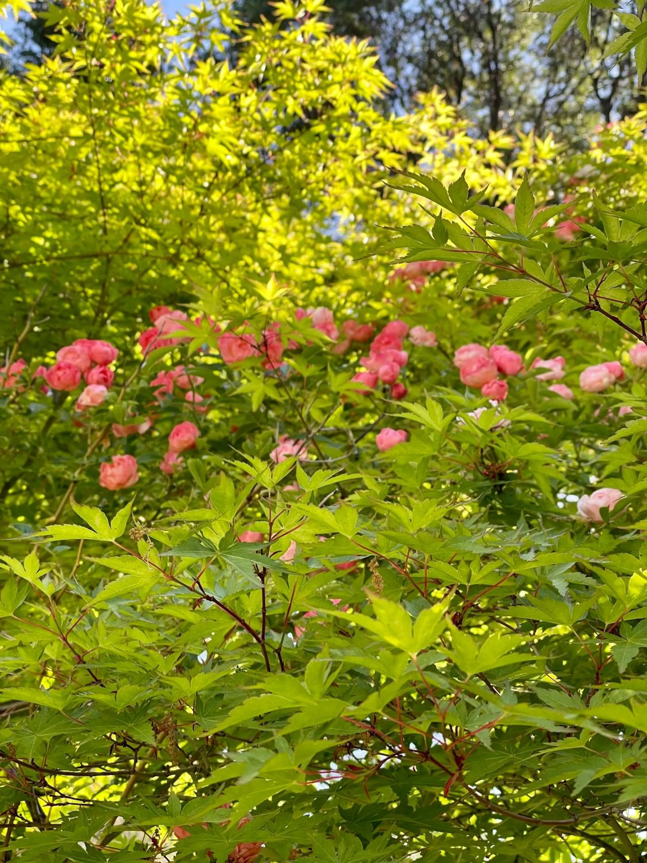 Natural landscape in Sierra Mountain Lodge - Vacation Rentals - Yosemite