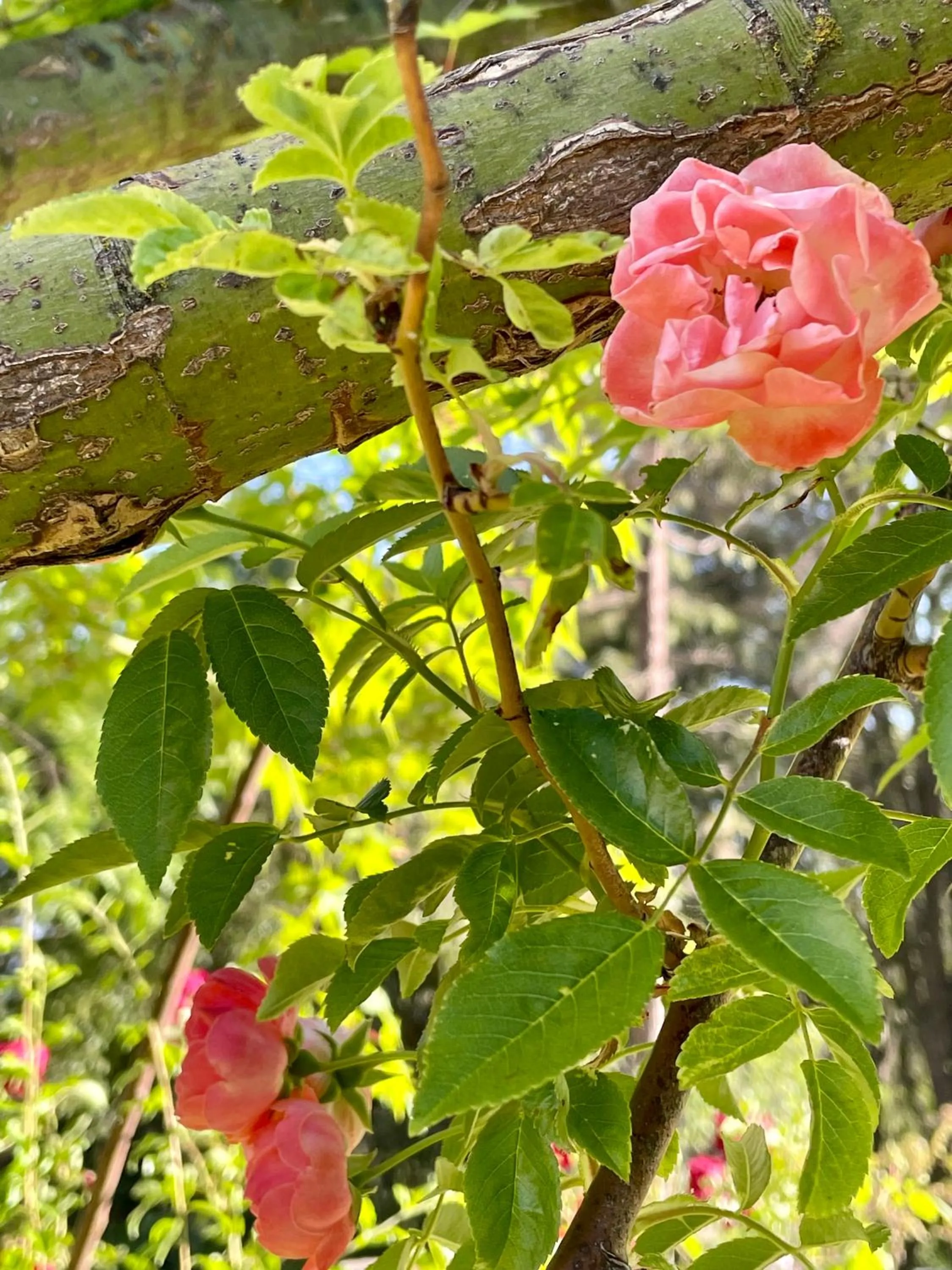 Spring in Sierra Mountain Lodge - Vacation Rentals - Yosemite