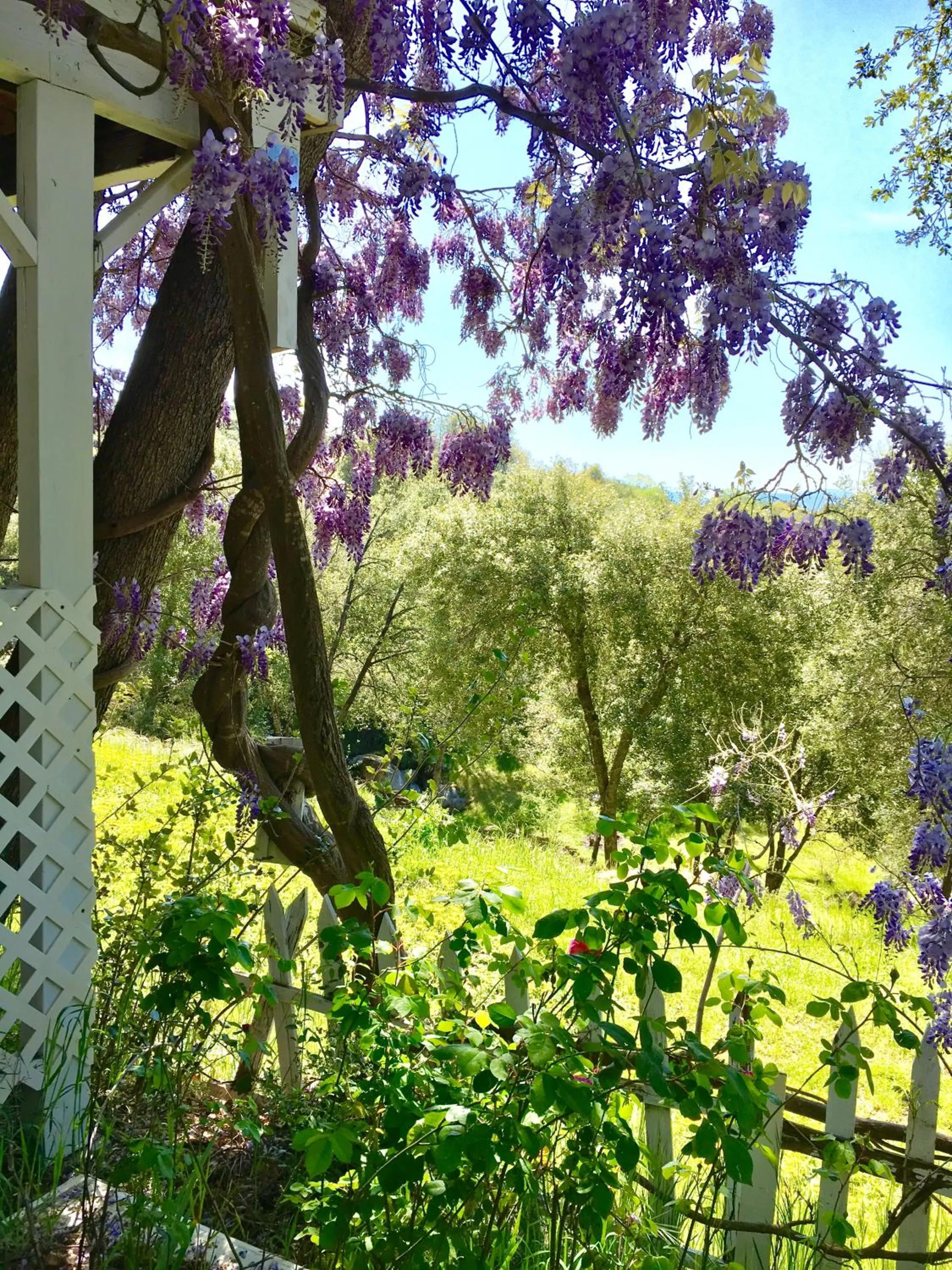 Natural landscape in Sierra Mountain Lodge - Vacation Rentals - Yosemite
