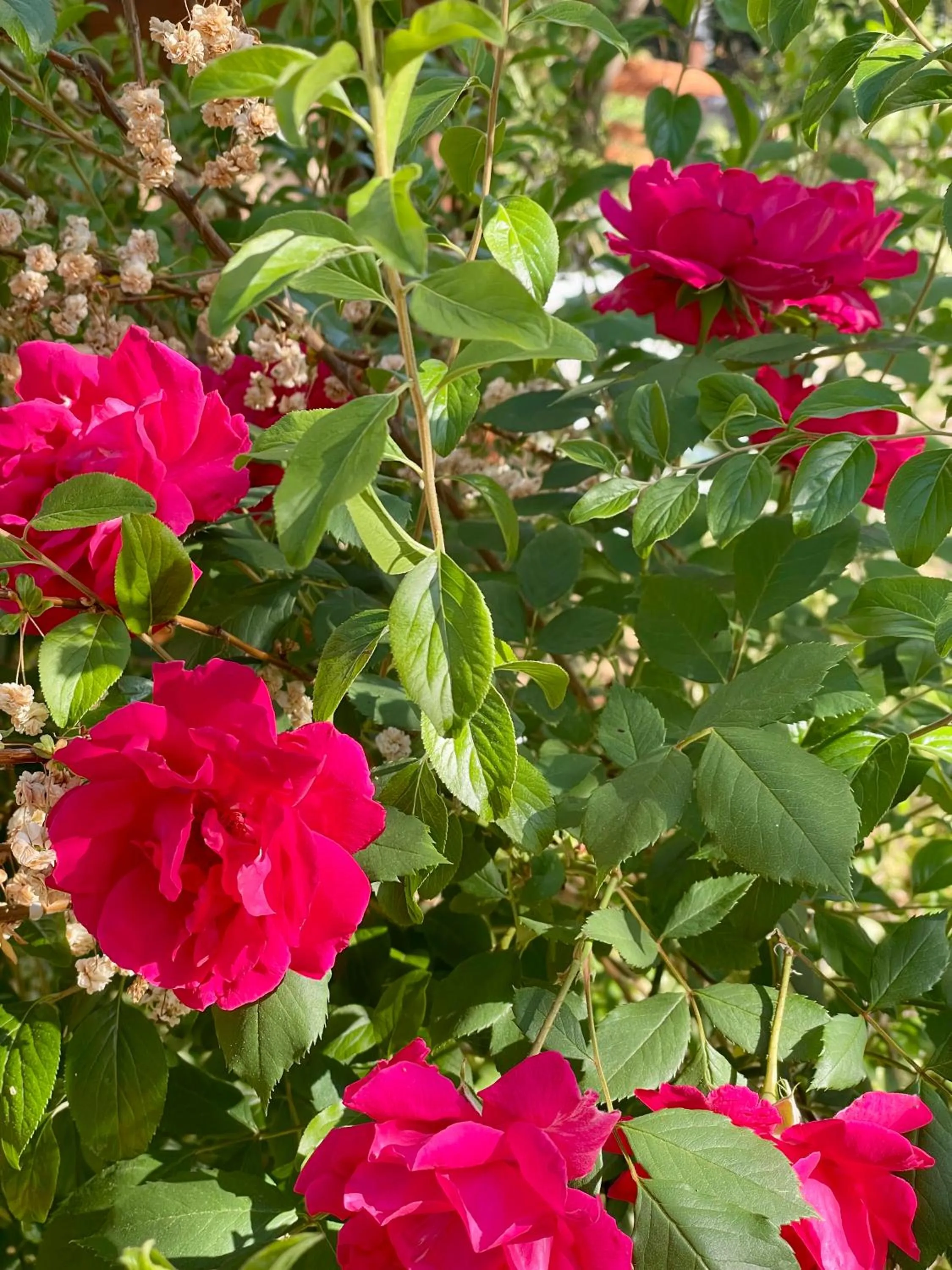 Spring in Sierra Mountain Lodge - Vacation Rentals - Yosemite