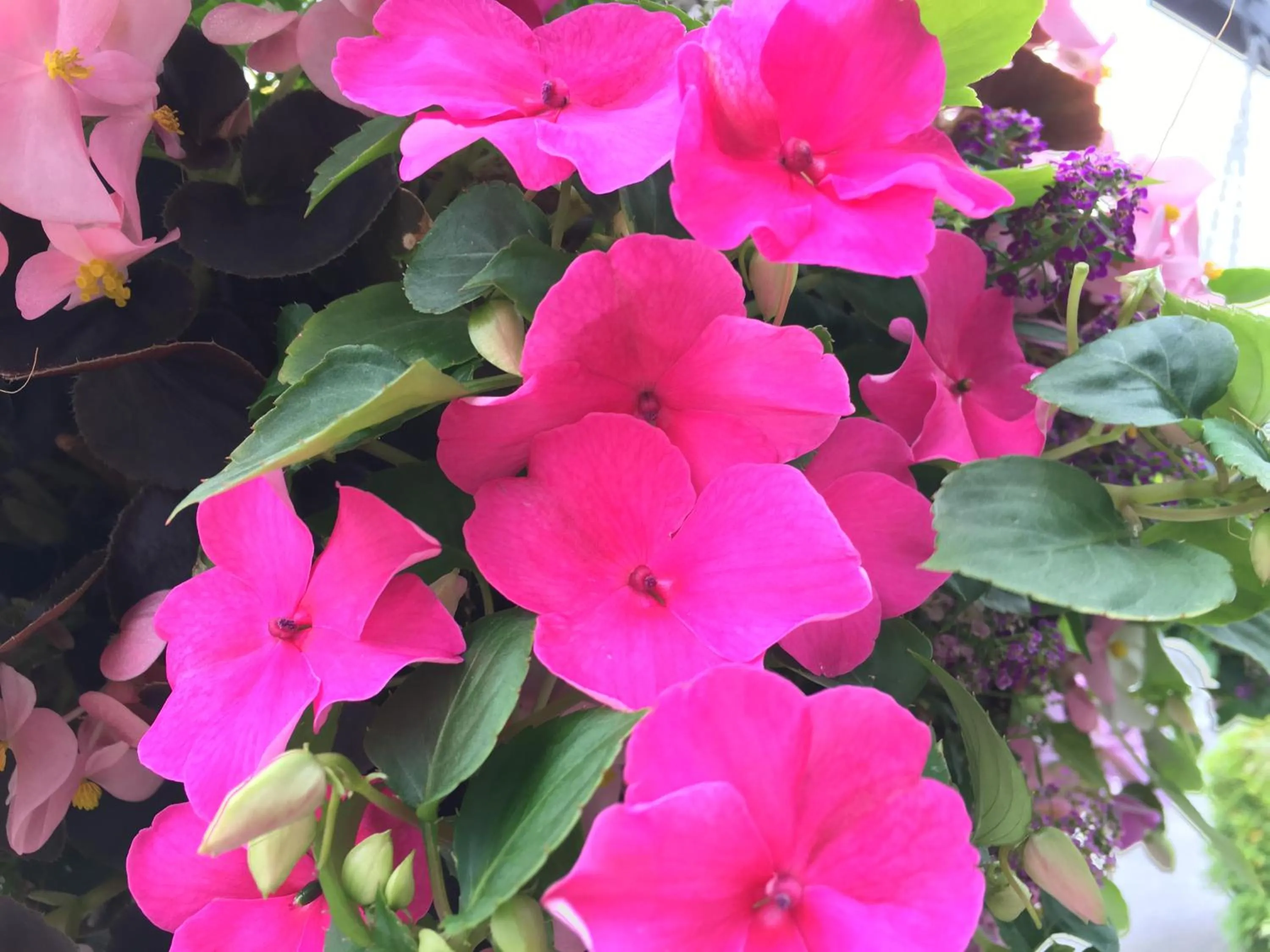 Garden in Fenton Court Motel