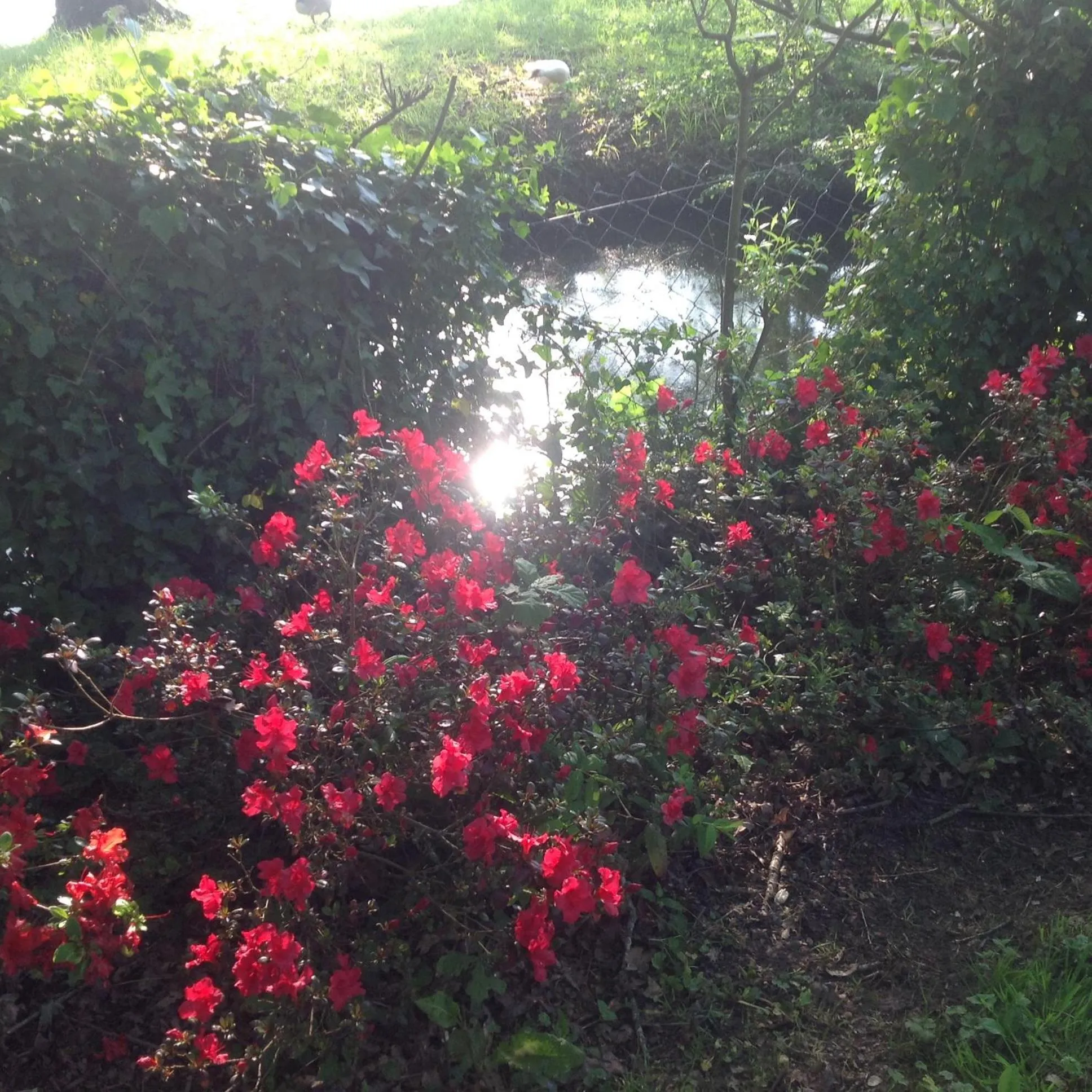Natural landscape in Au Pont Ricoul
