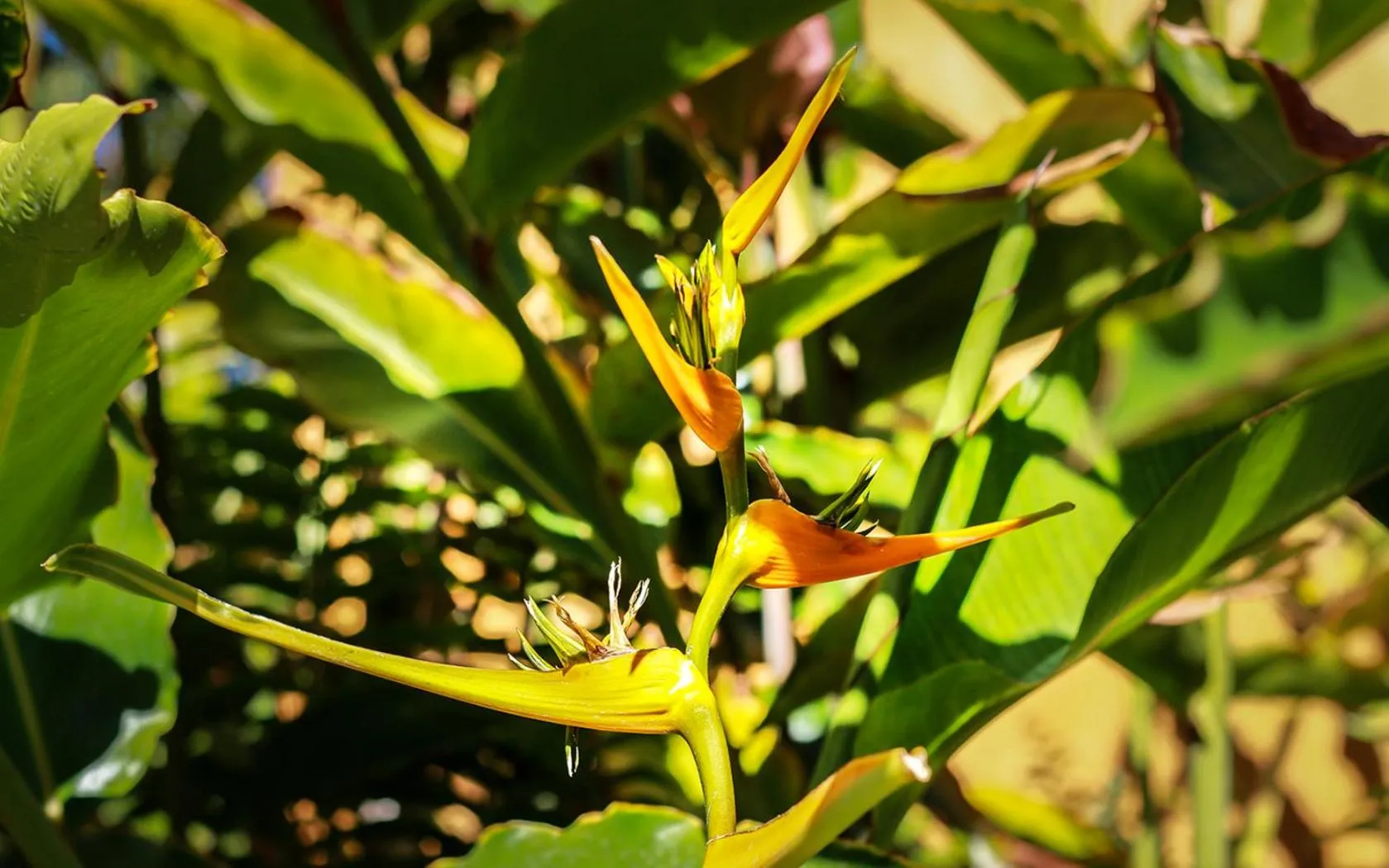 Garden in Hotel Hacienda de Abajo-Adults Only-Lujo