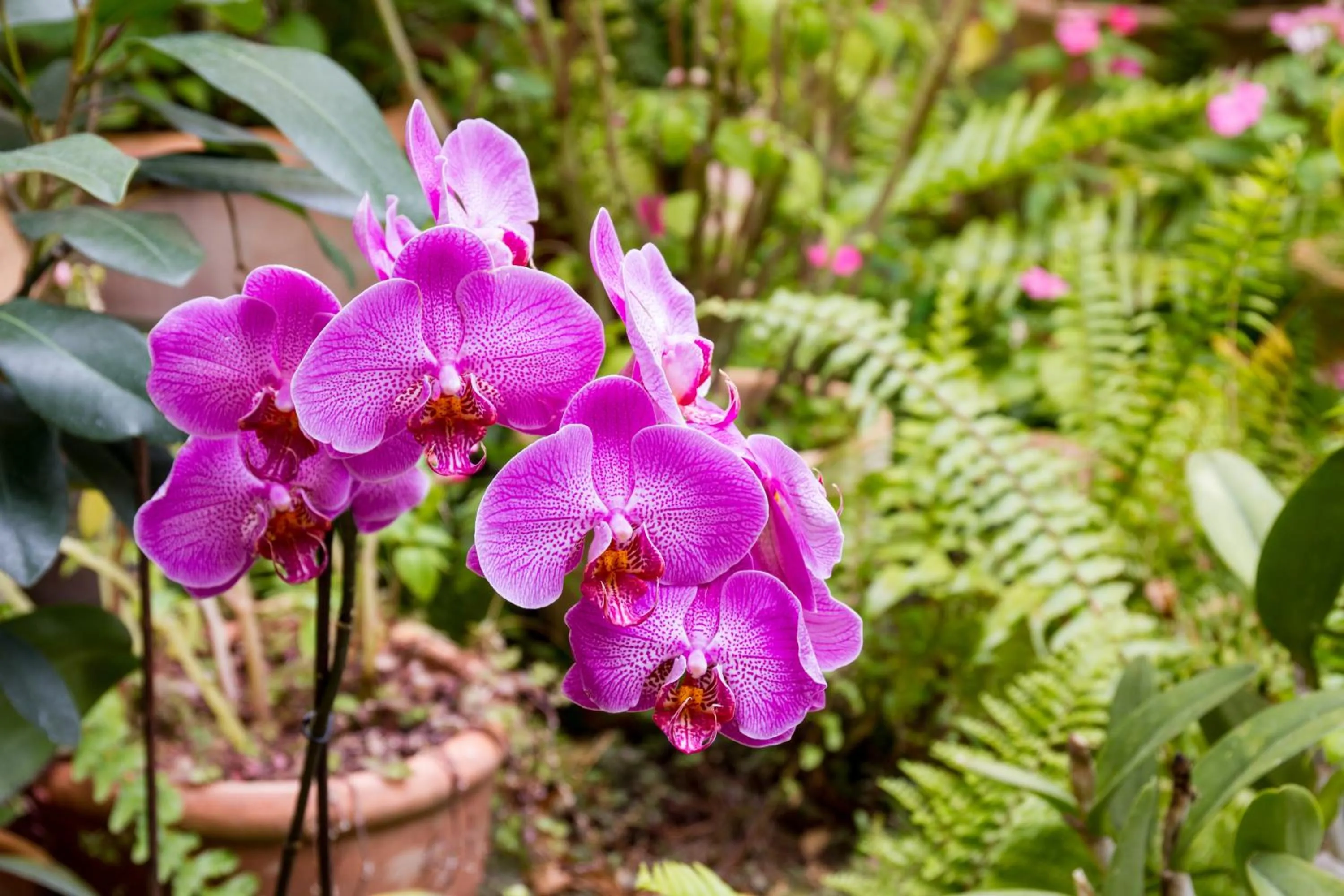 Garden in Hotel Hacienda de Abajo-Adults Only-Lujo
