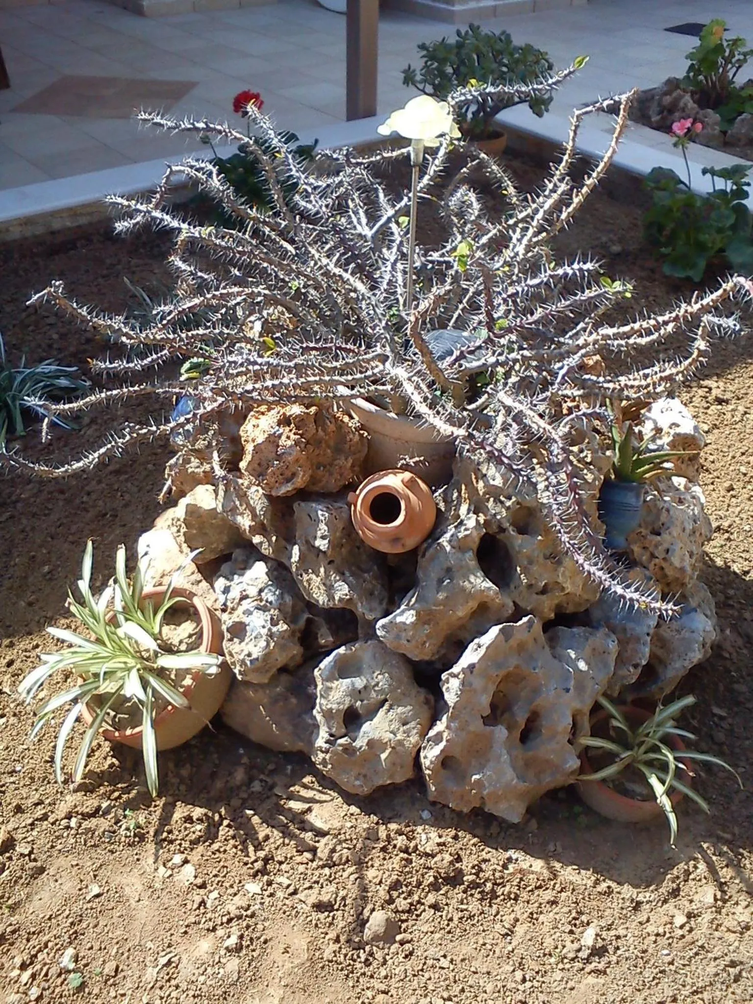 Garden in Nicolas Studios & Apartments