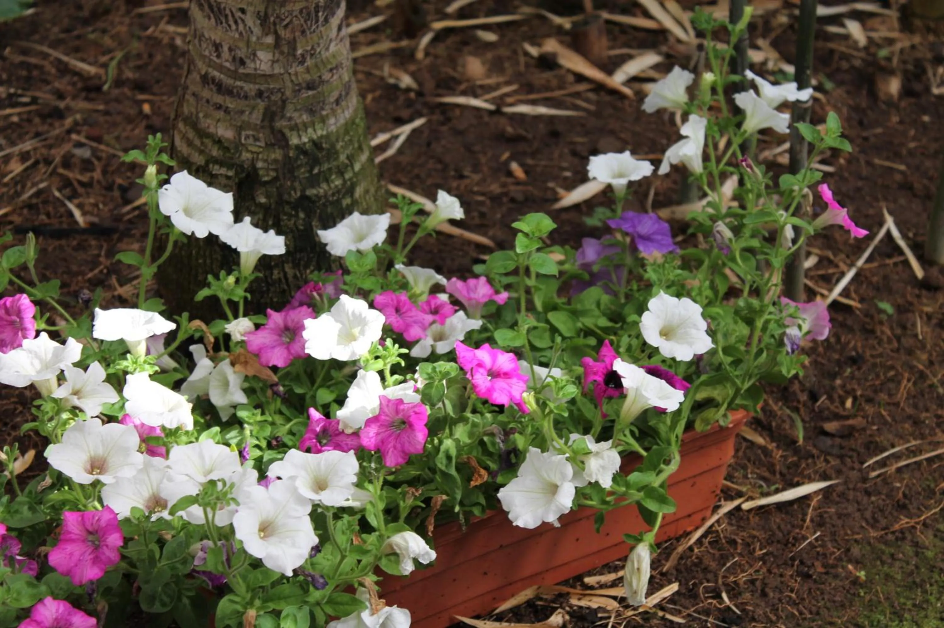 Garden in Hotel Windsor
