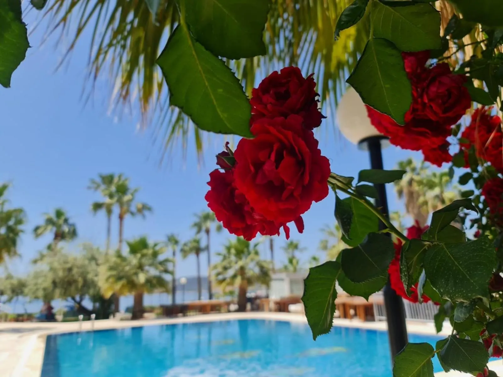 Pool view in Nagi Beach Hotel