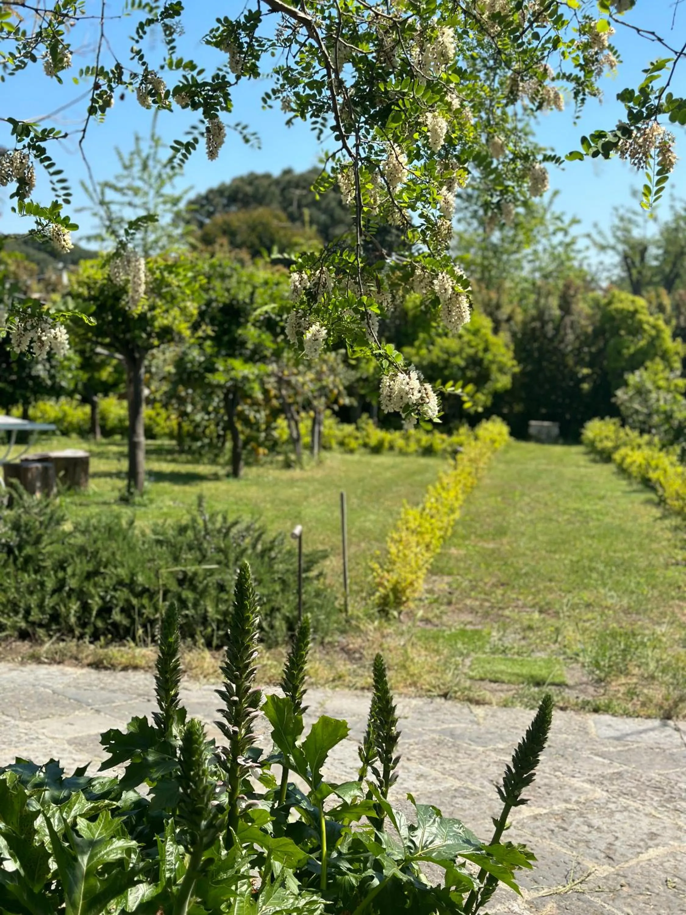 Garden in Villa De Cillis Carafa
