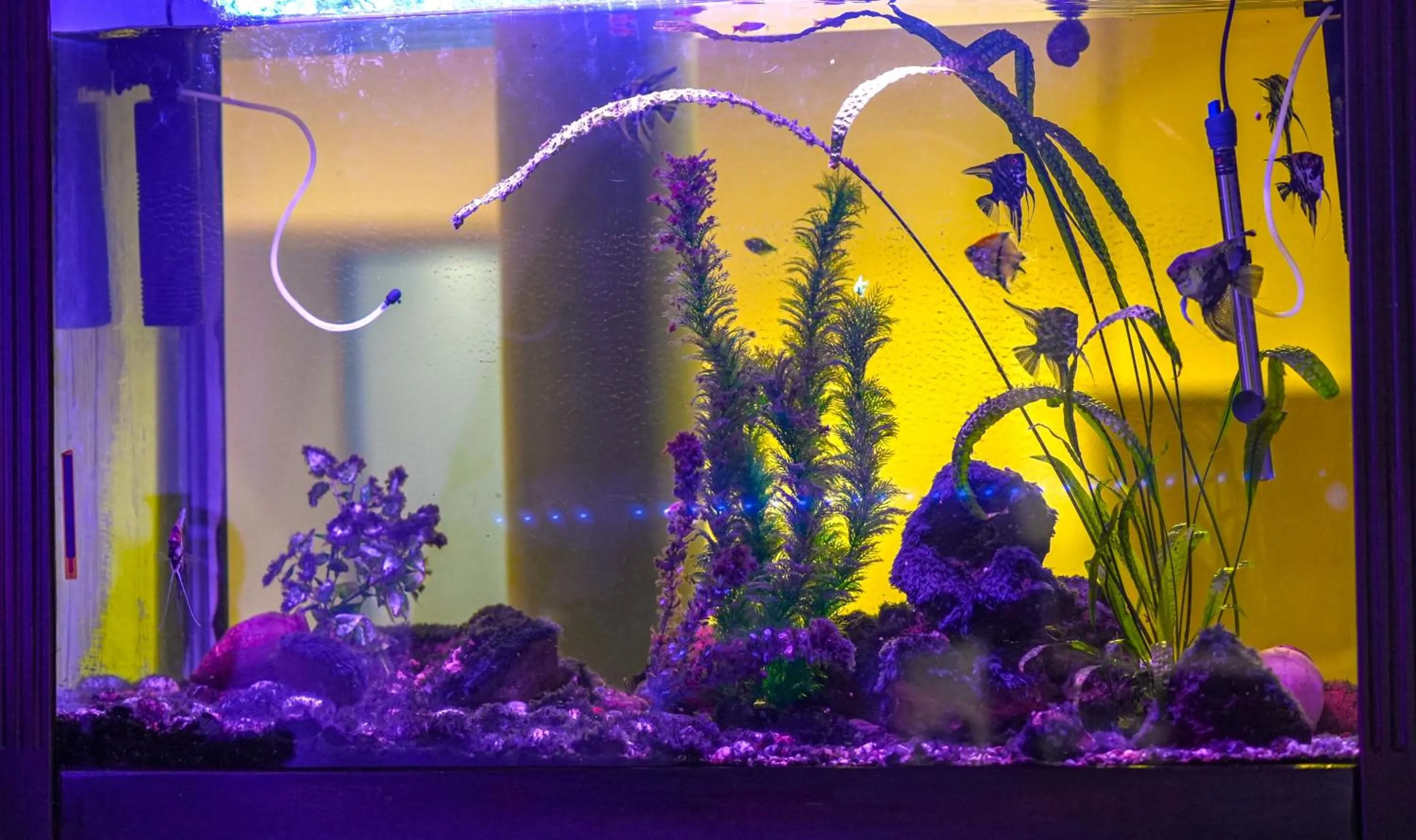 Restaurant/places to eat in Beaumonde Hotel Tbilisi