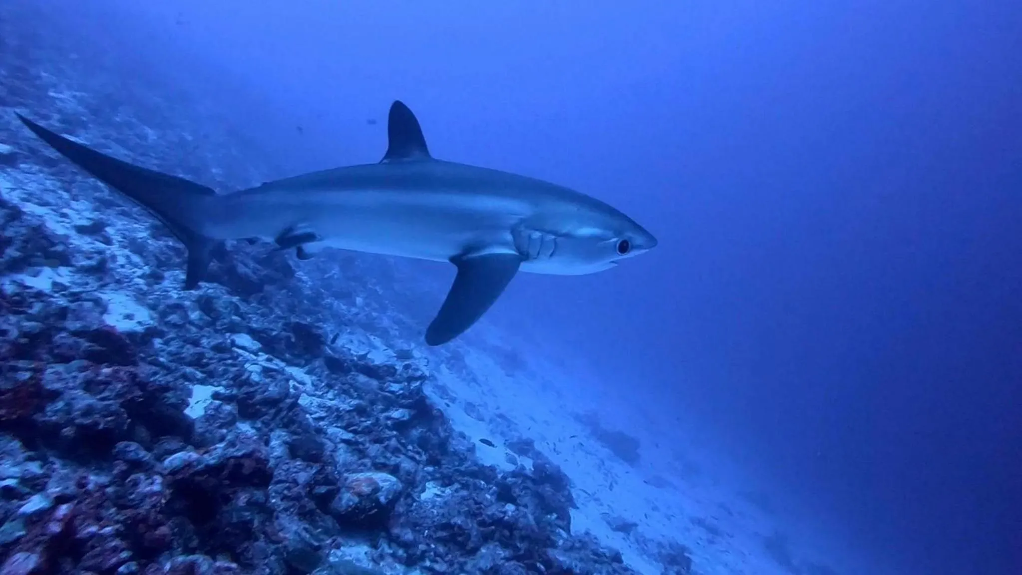 Diving in Tiger Shark Residence & Dive