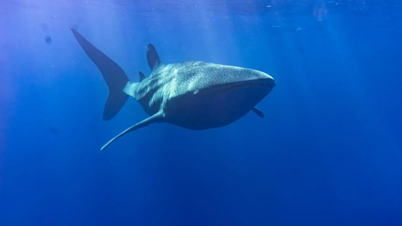 Diving in Tiger Shark Residence & Dive