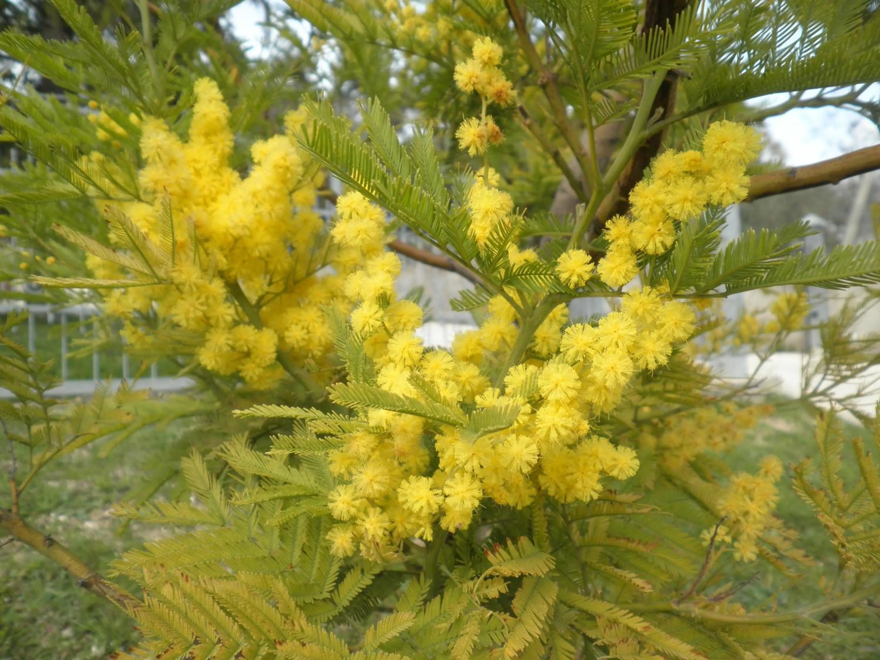 Garden in B&B Severini