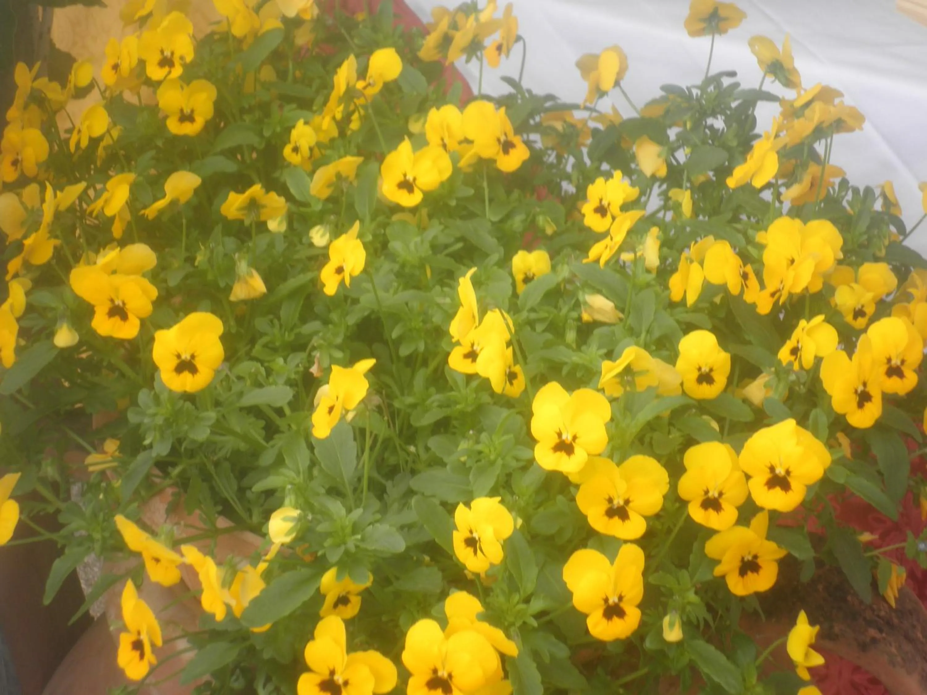 Garden in B&B Severini