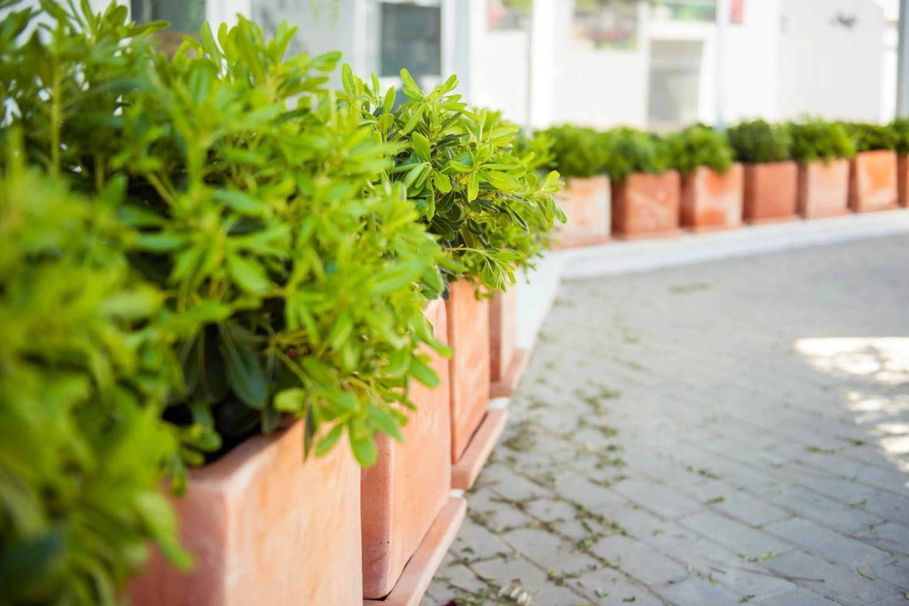 Garden in TAKE SURF Hostel Conil