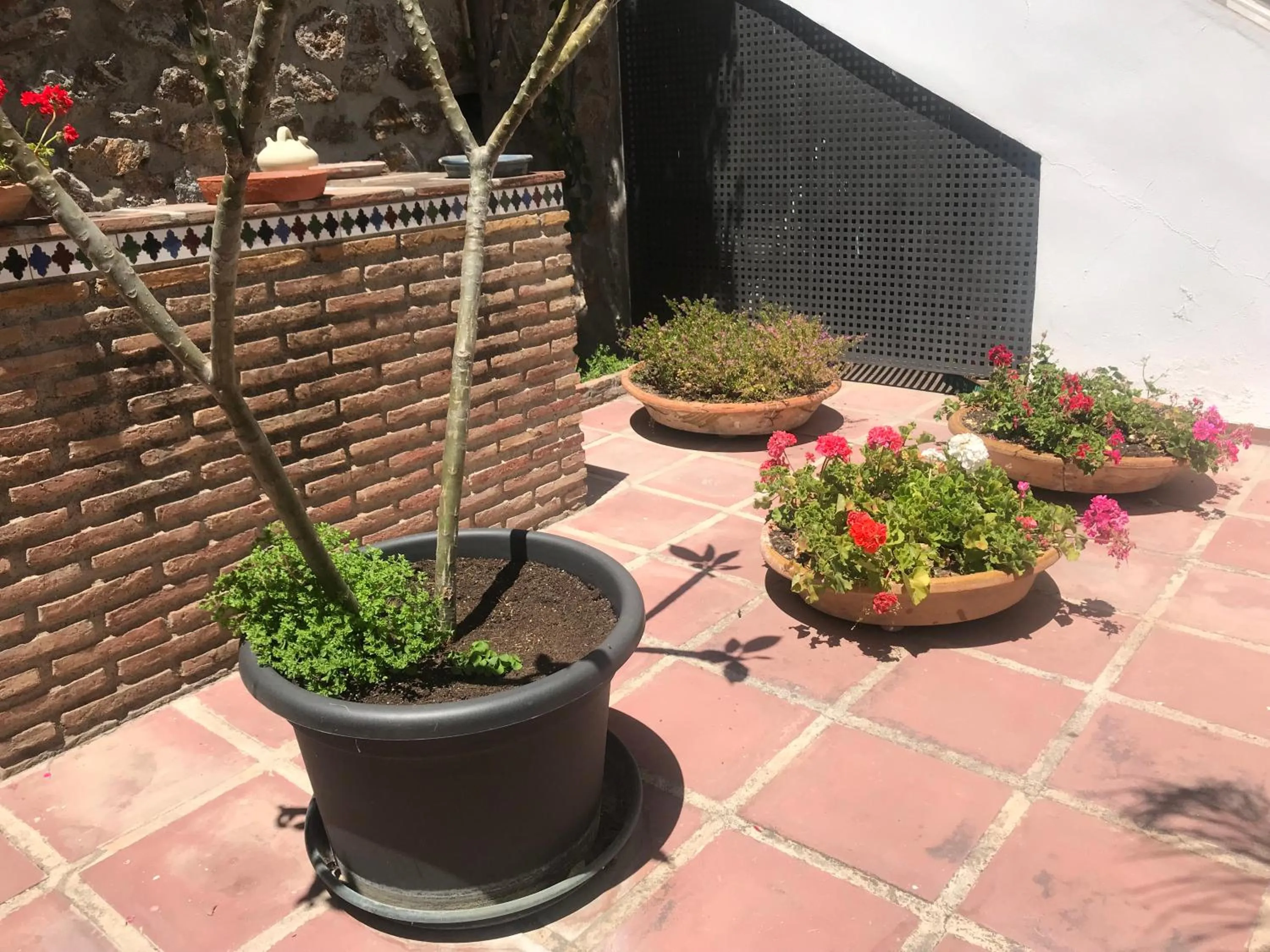 Garden in Apartamentos Turísticos La Mundial