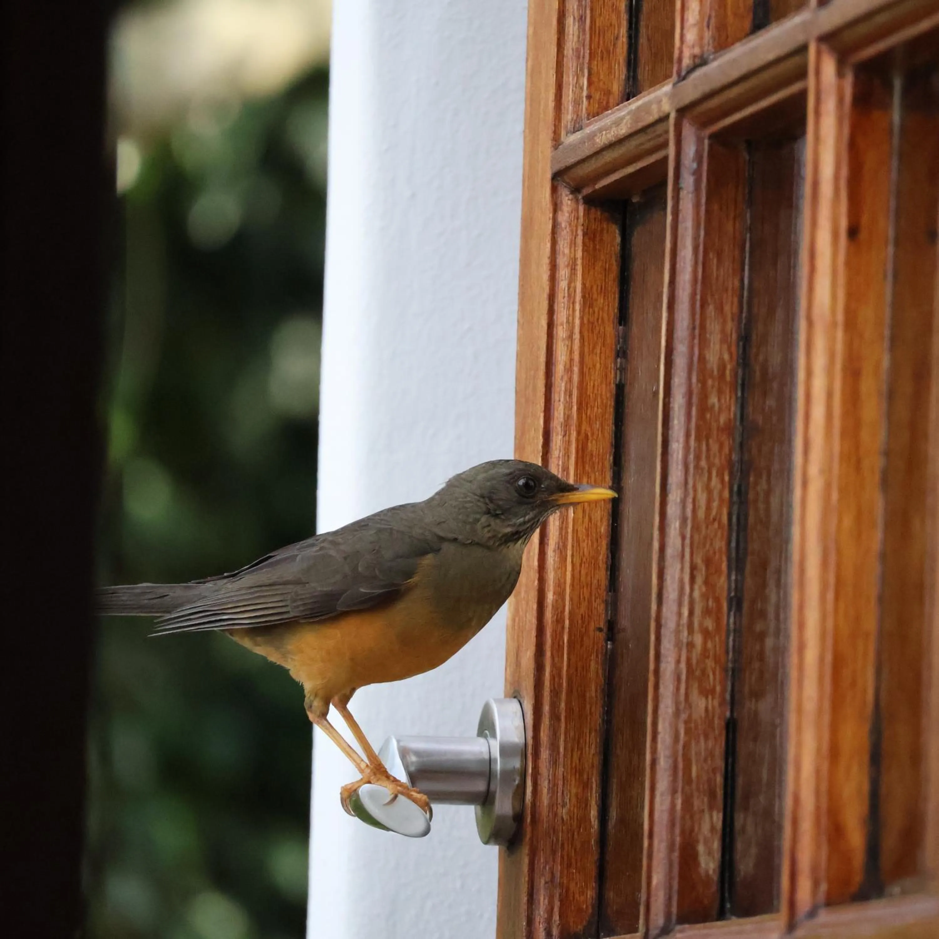 The Country Guesthouse