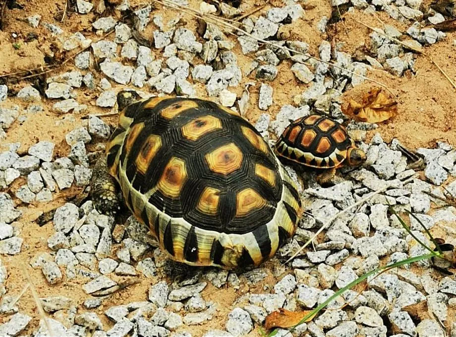 Property building in Tortoise Trail Lodge