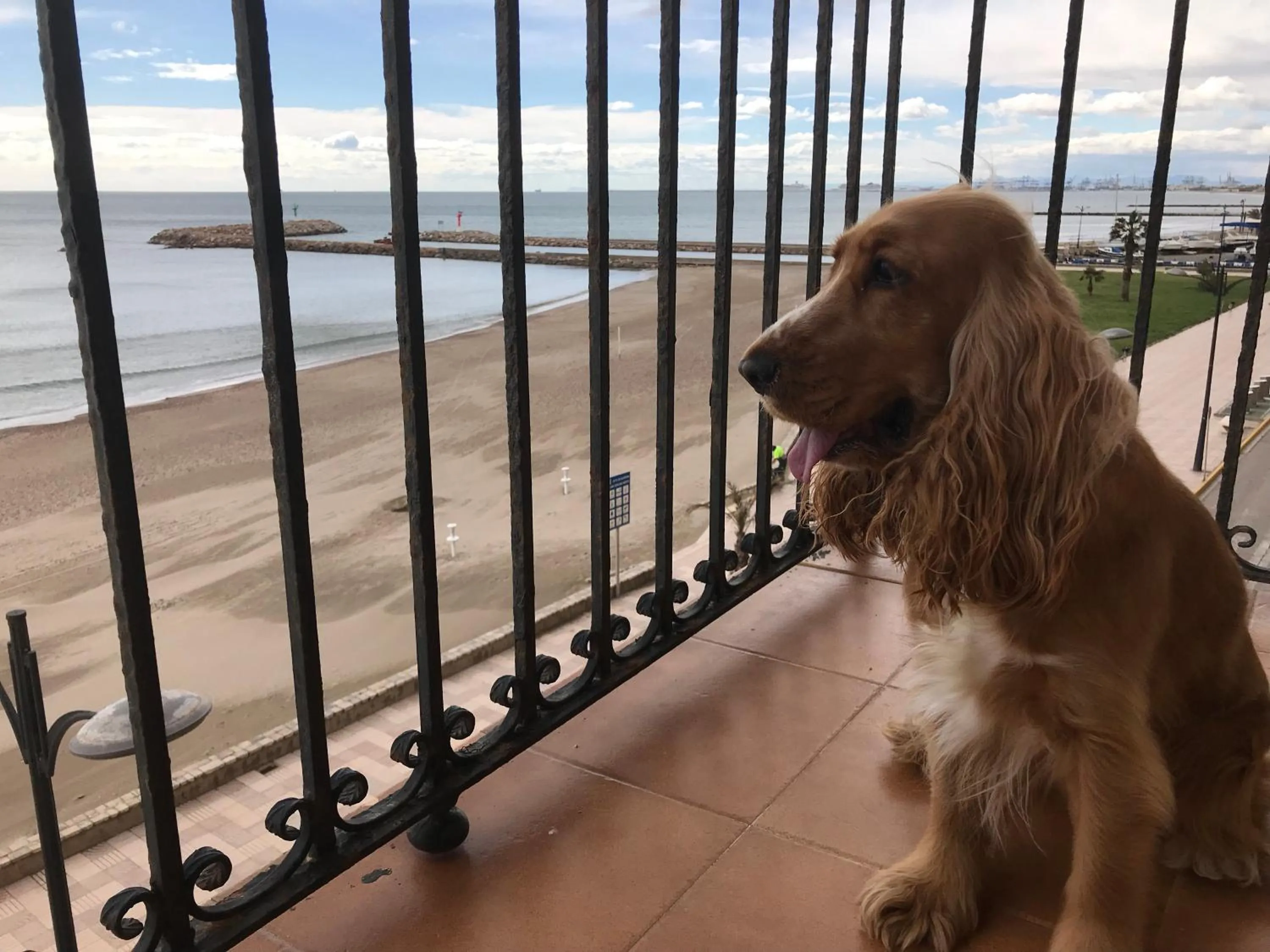 Animals in Sea You Apartamentos Valencia Port Saplaya