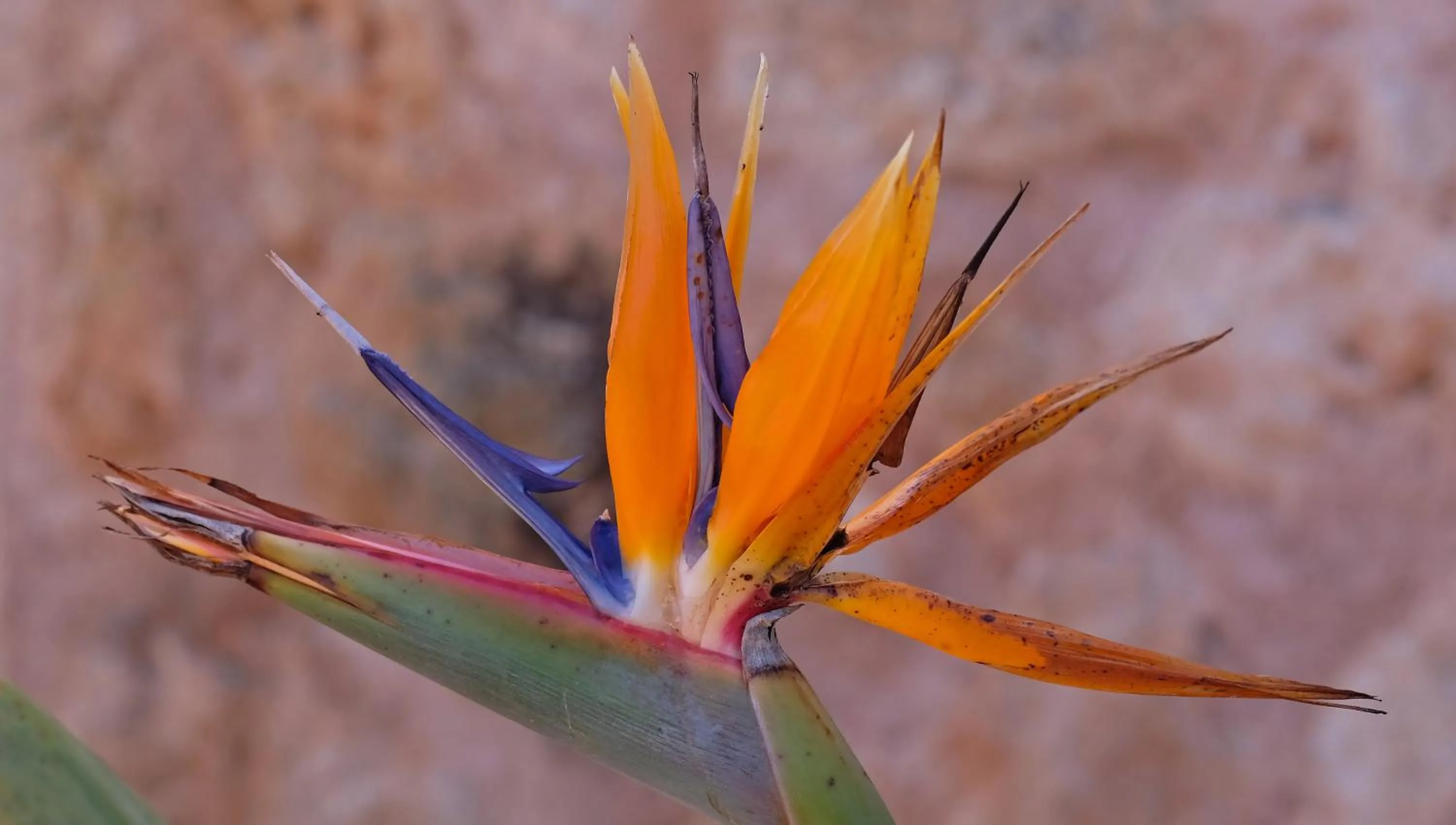 On site, Other Animals in Villa Sampoli - Agroturismo Son Sampoli - Adults only