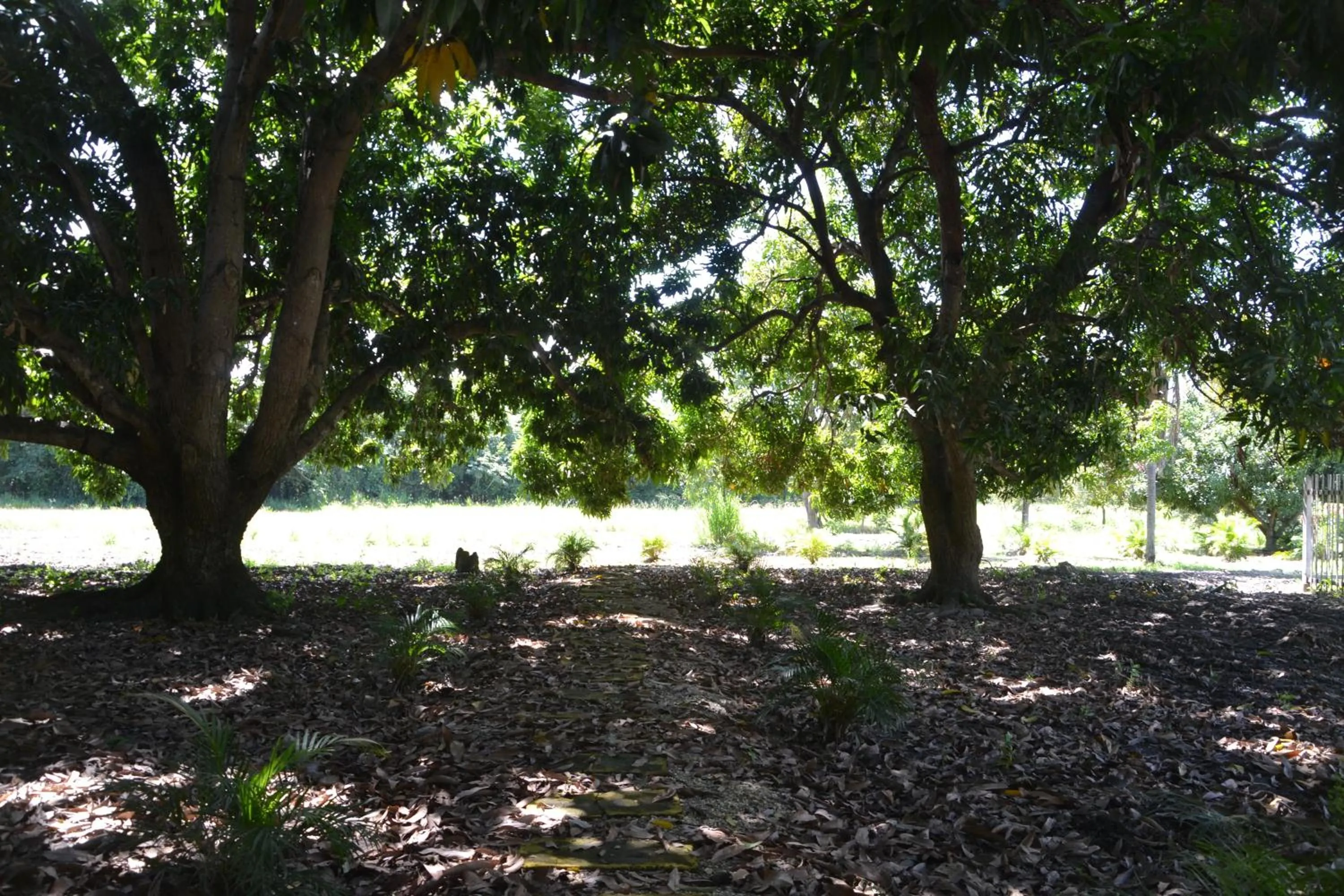 Garden view in Hotel Albatros