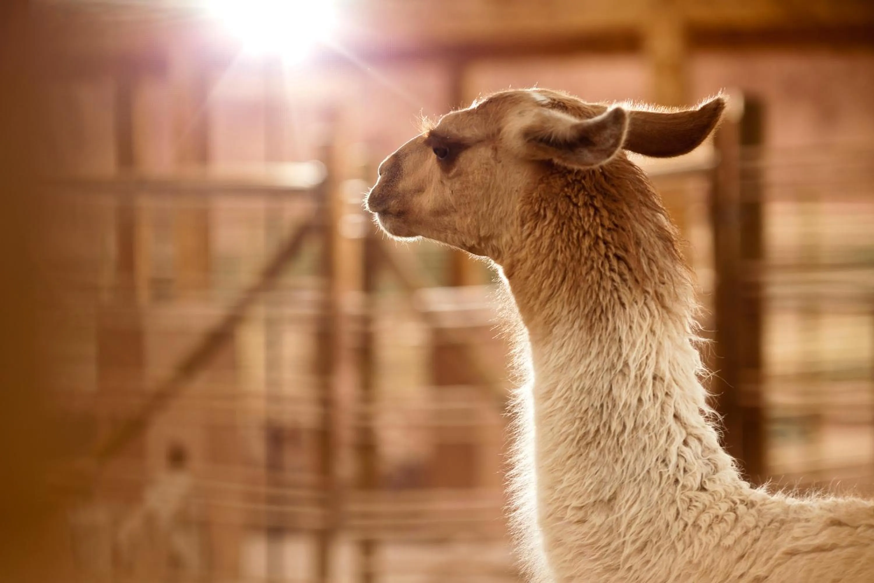 Animals in Nayara Alto Atacama