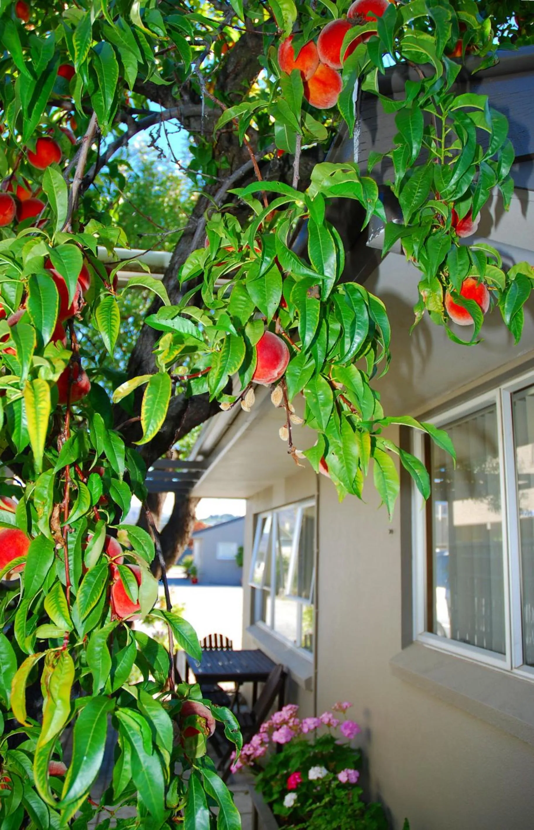 BBQ facilities in Almond Court Motel