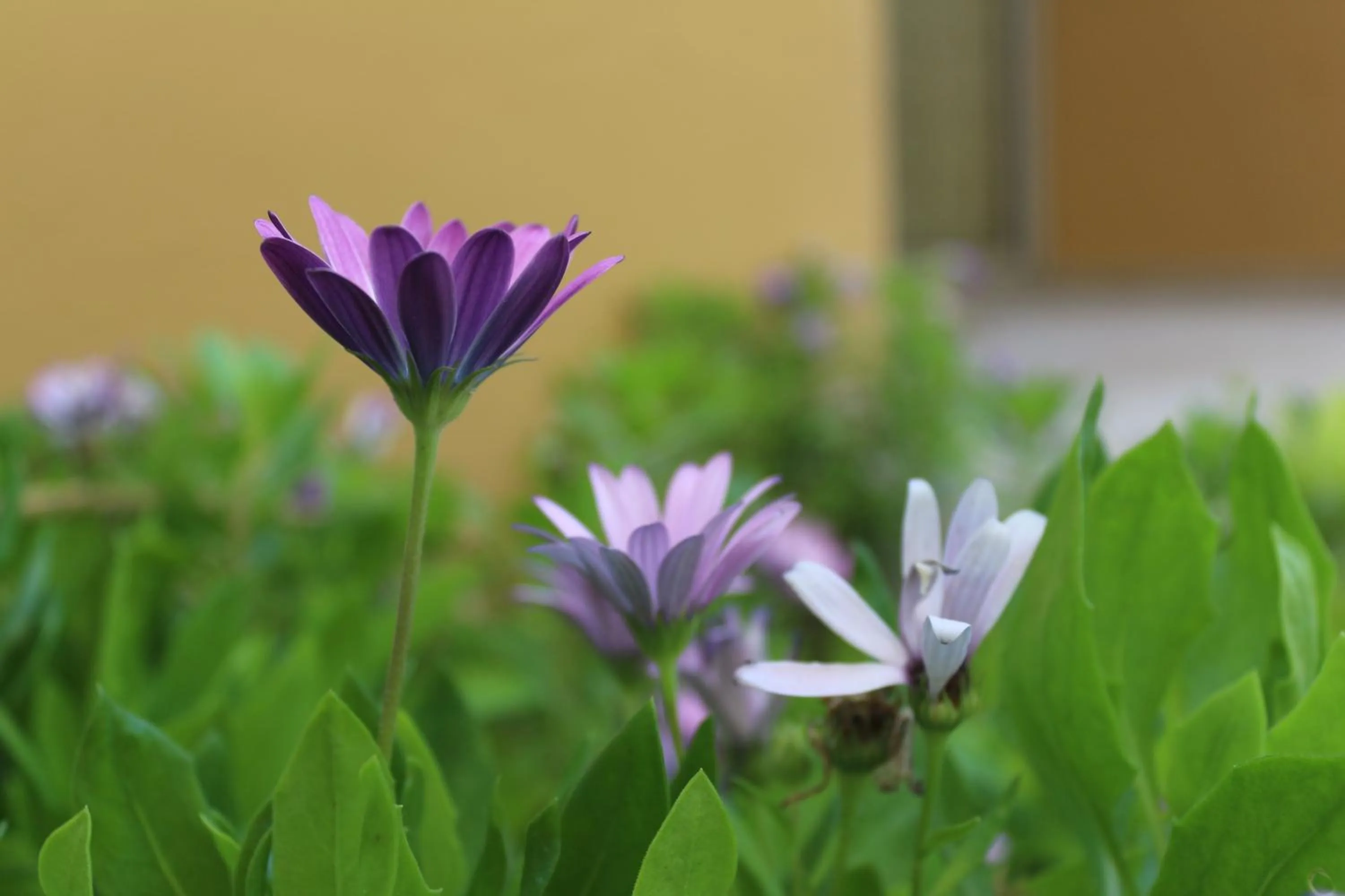 Natural landscape, Garden in Agacli Hotel
