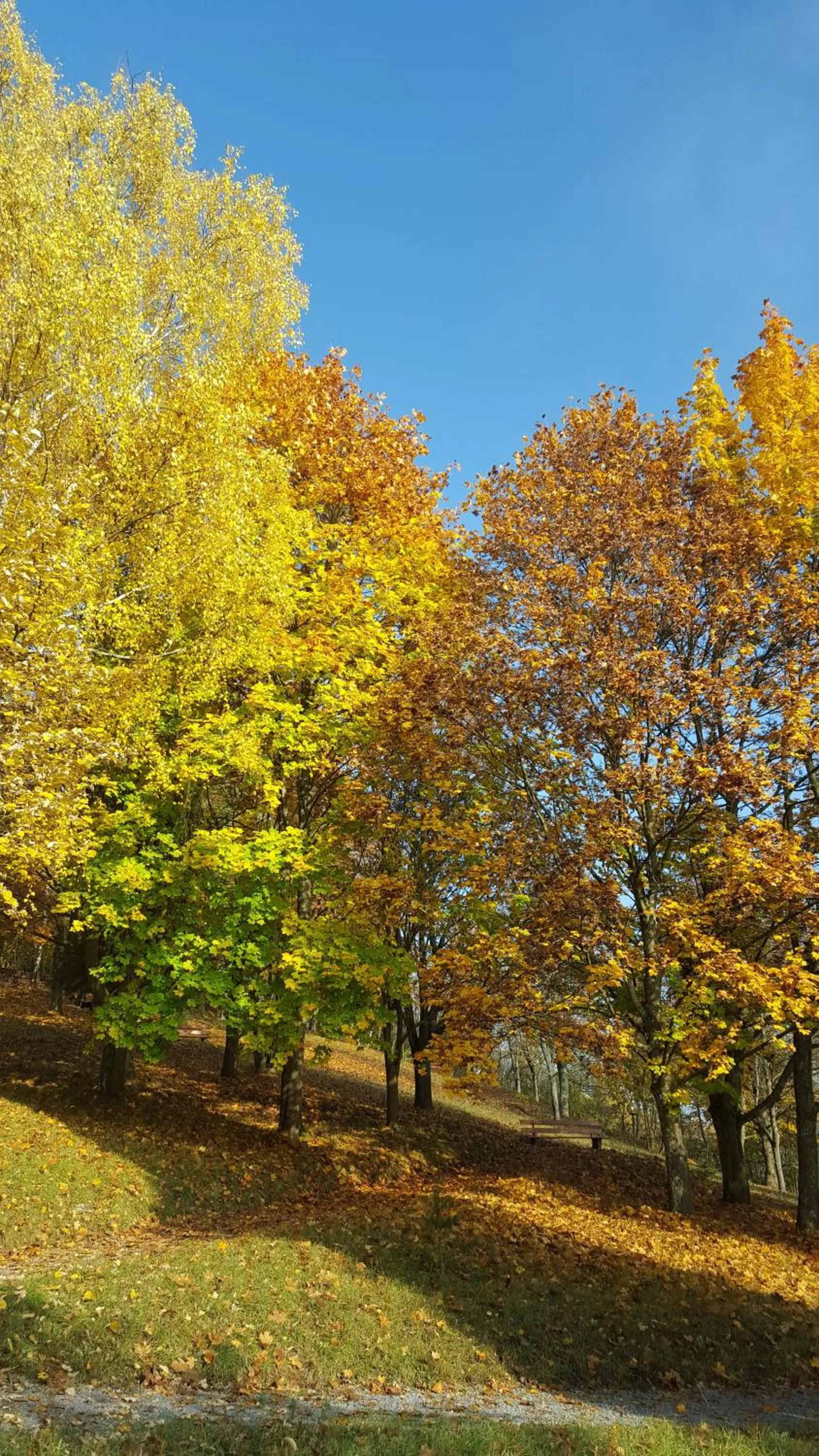 Property building in Vitalhotel König am Park