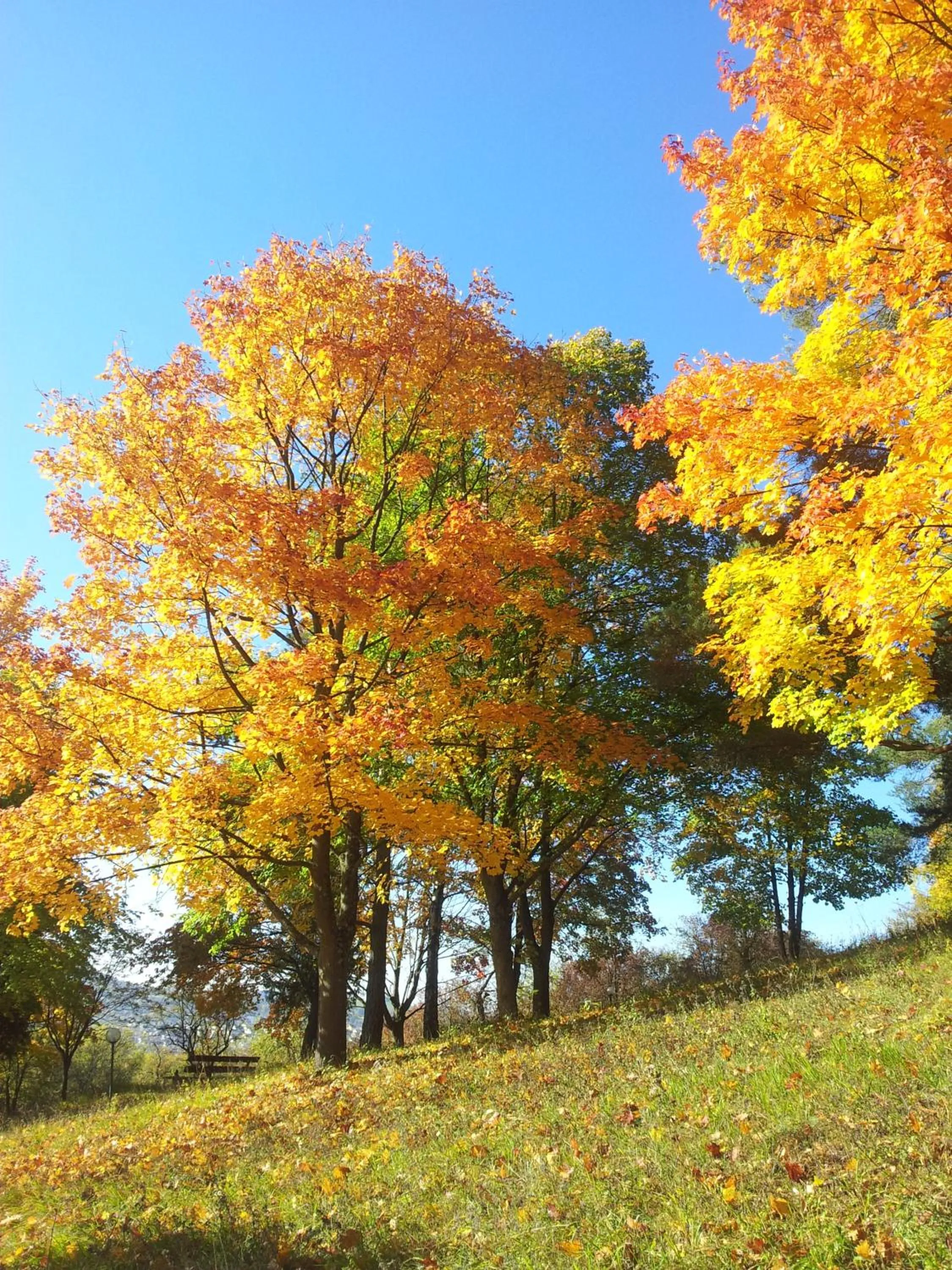 Property building in Vitalhotel König am Park
