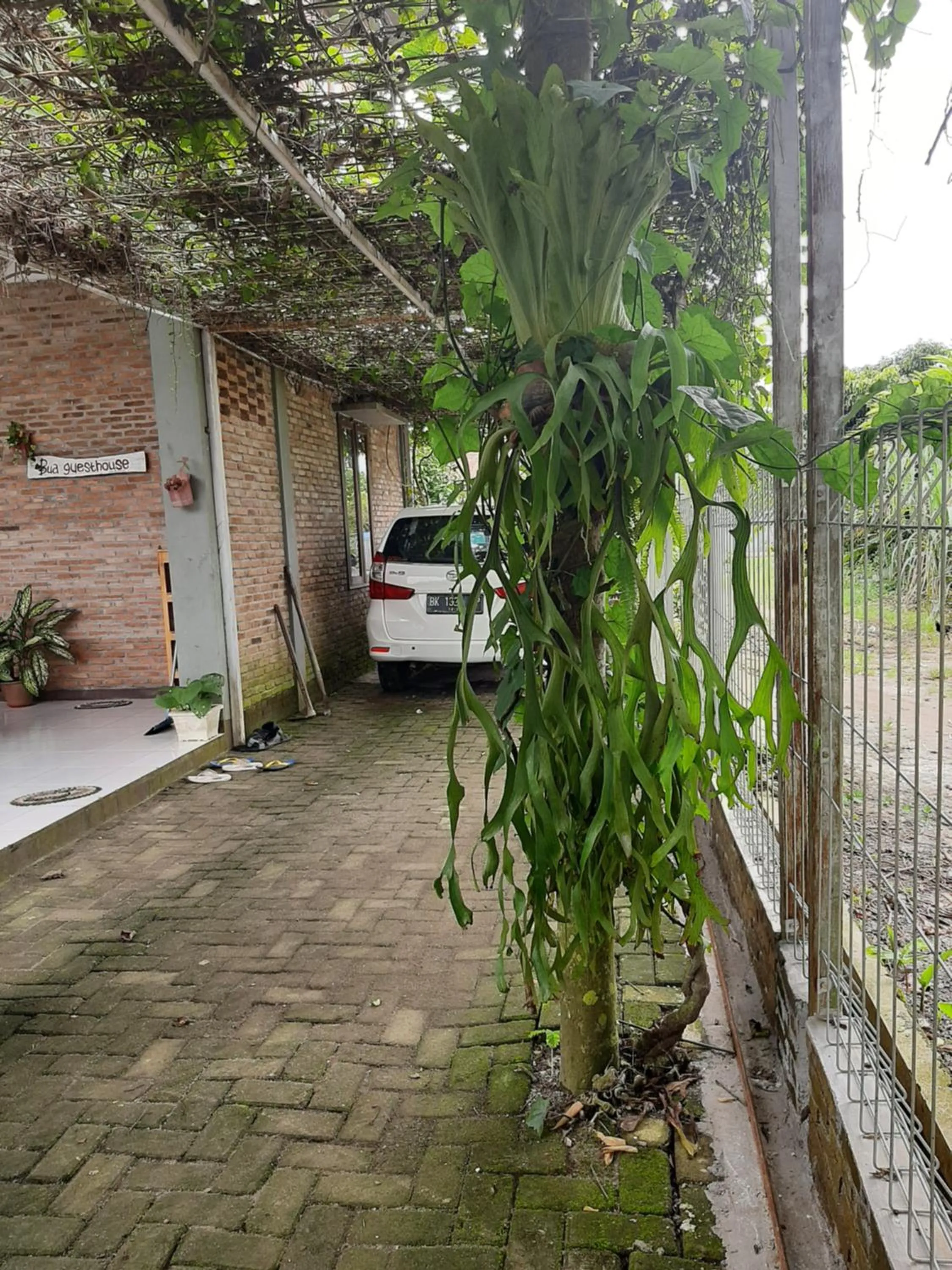 Garden in Bua Guest House