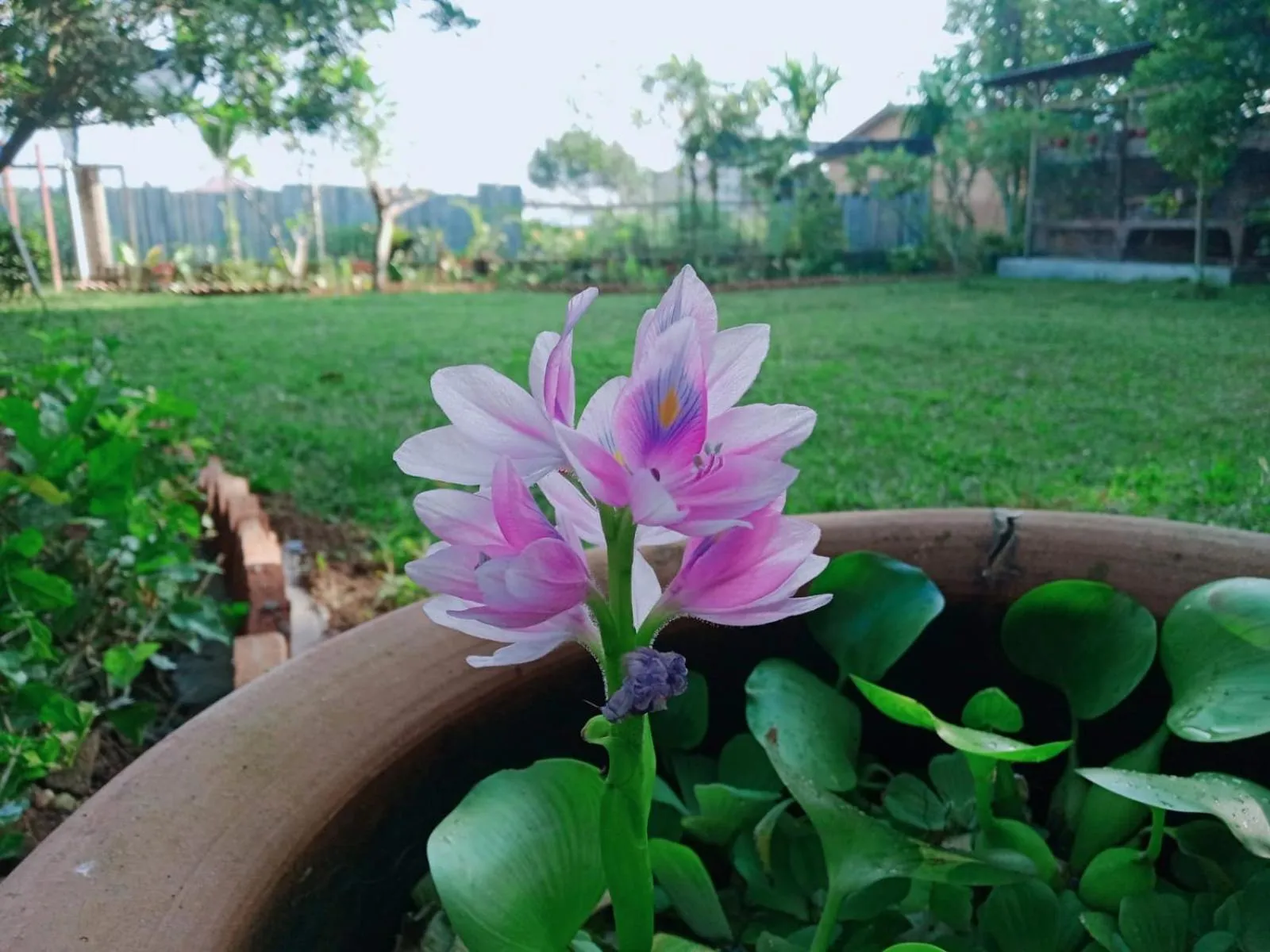 Garden in Bua Guest House