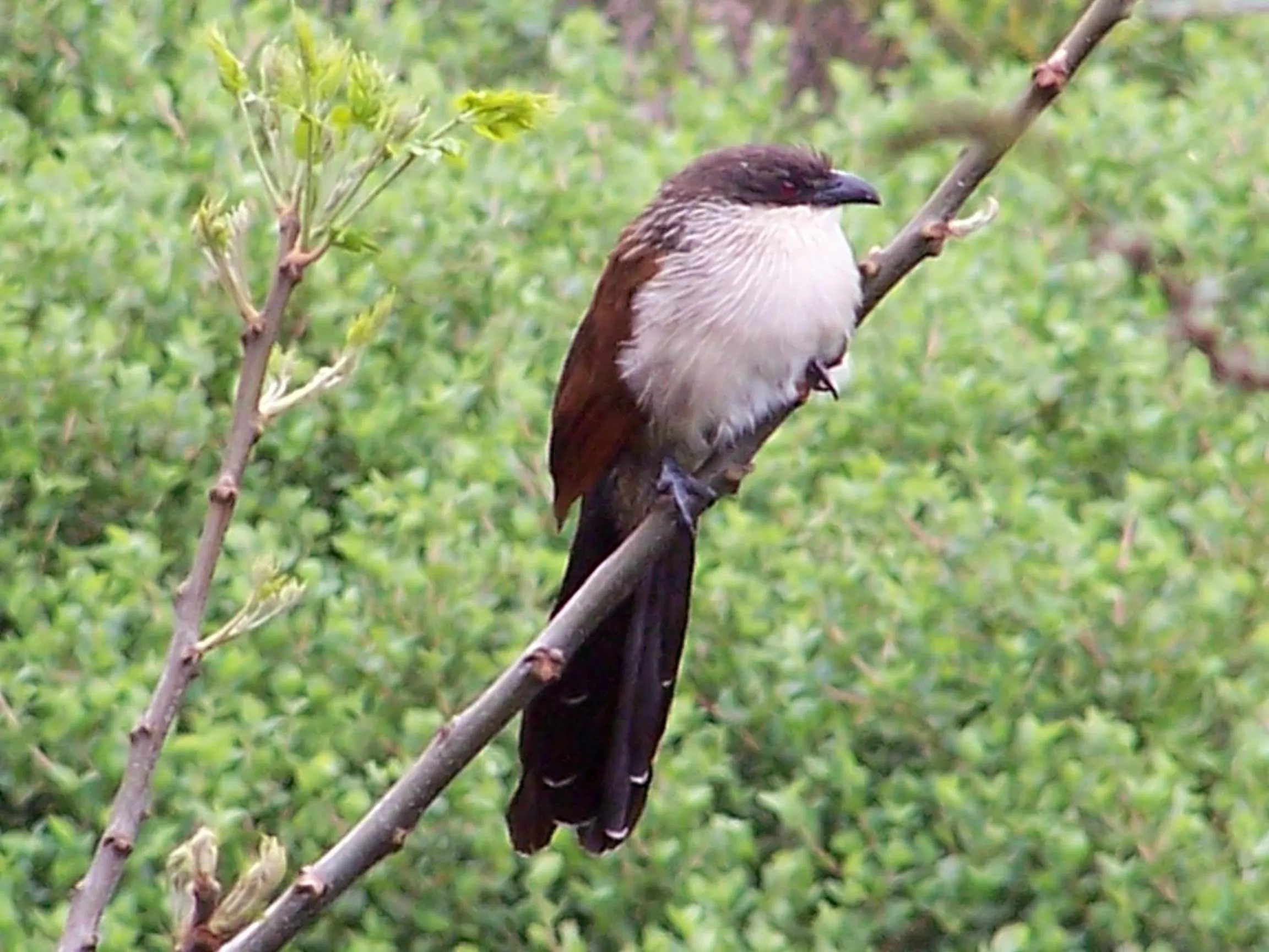Spring in Thunzi Bush Lodge