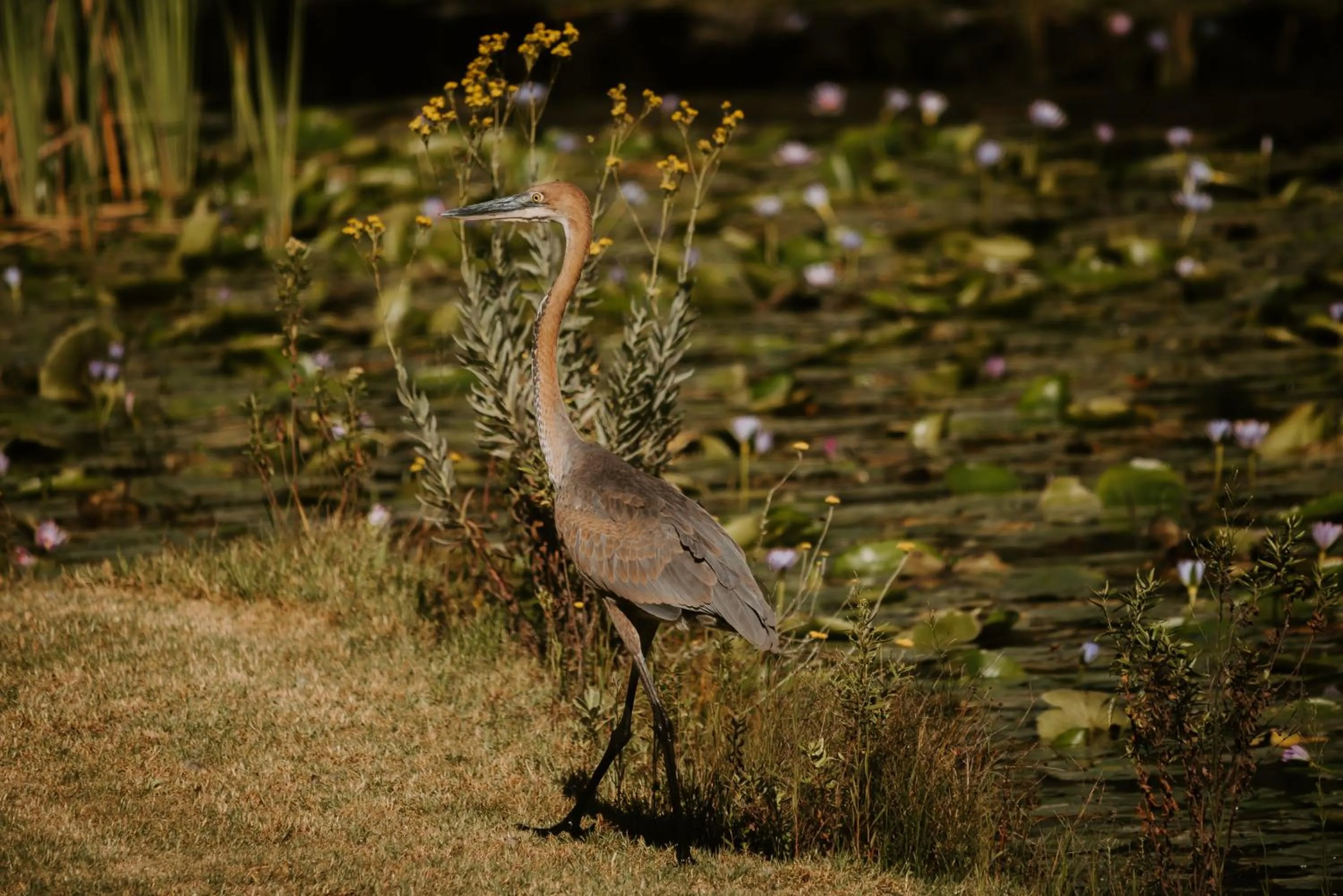 Animals in Thunzi Bush Lodge