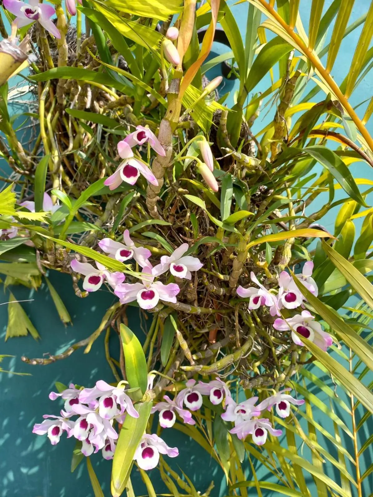Garden in Posada Galeria Alberto Sedas