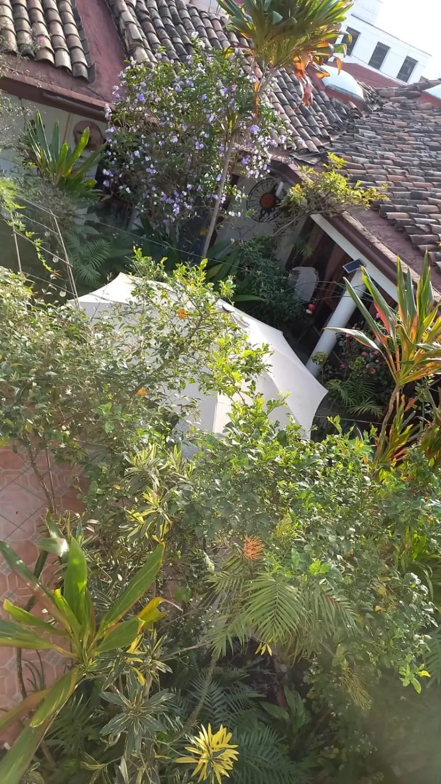 Garden in Posada Galeria Alberto Sedas