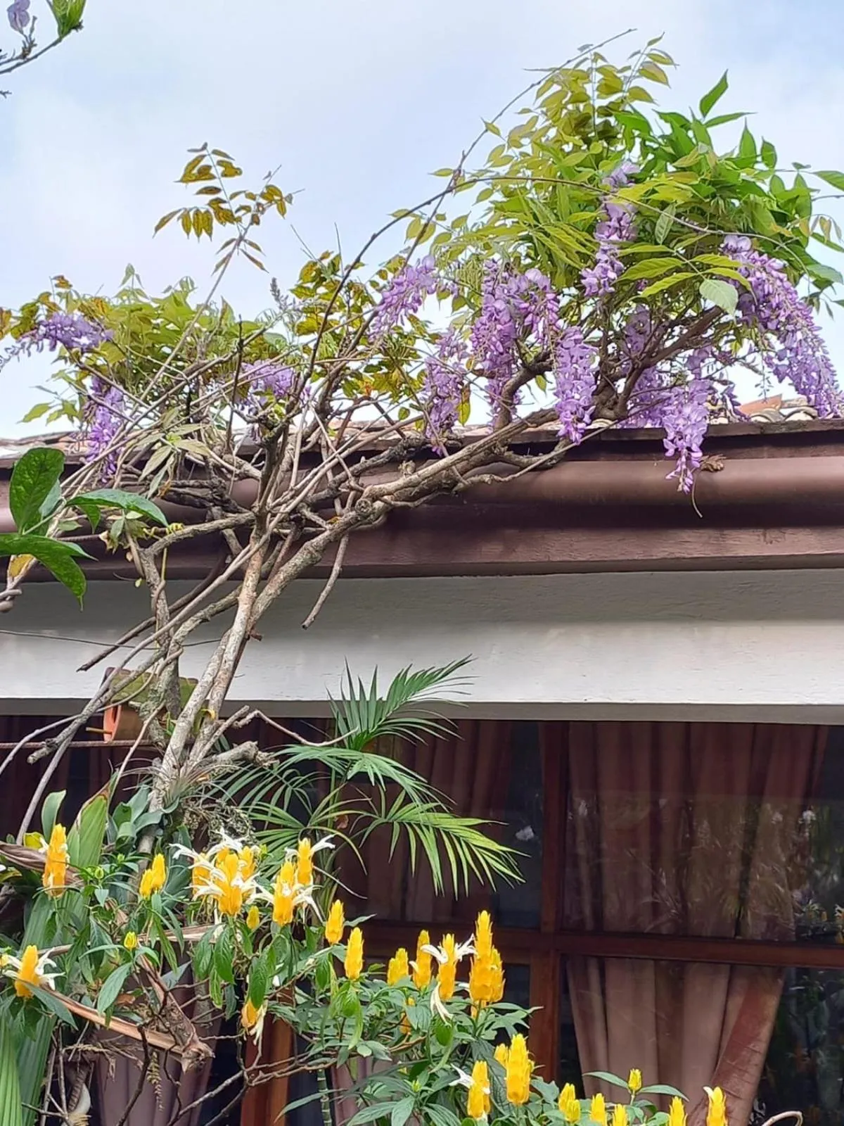 Garden in Posada Galeria Alberto Sedas