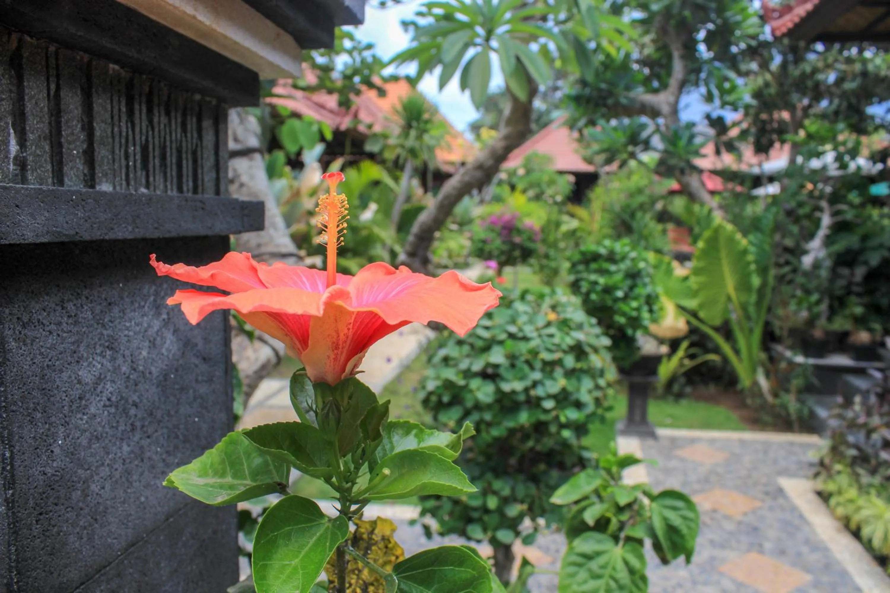 Garden in Pattri Garden Lembongan
