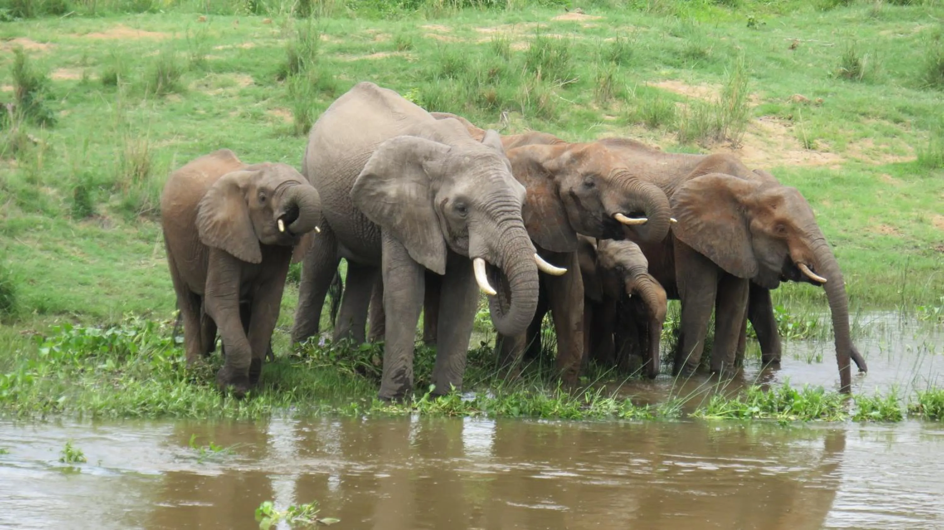 Animals in Riverview Inn