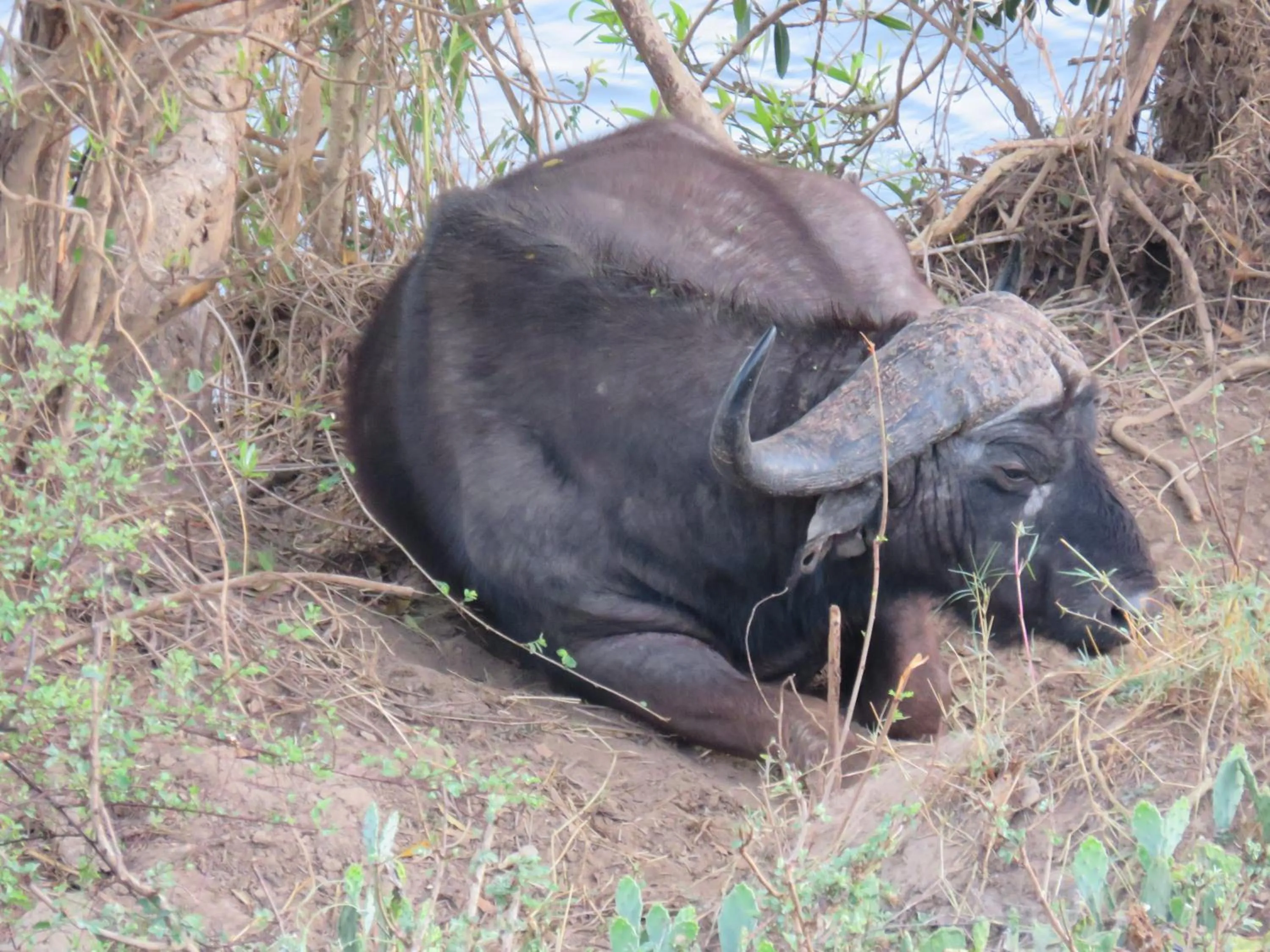 Animals in Riverview Inn