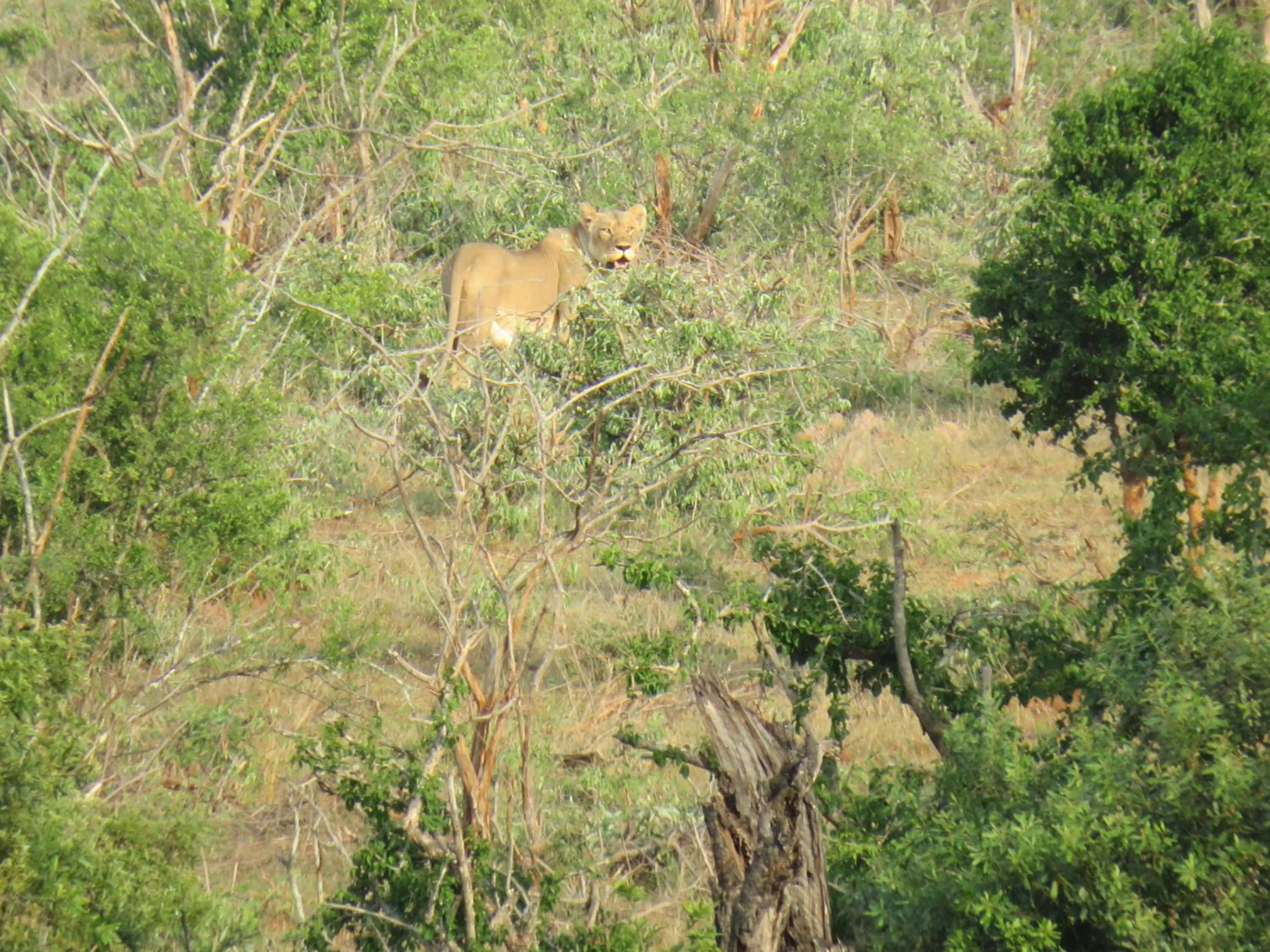 Animals in Riverview Inn